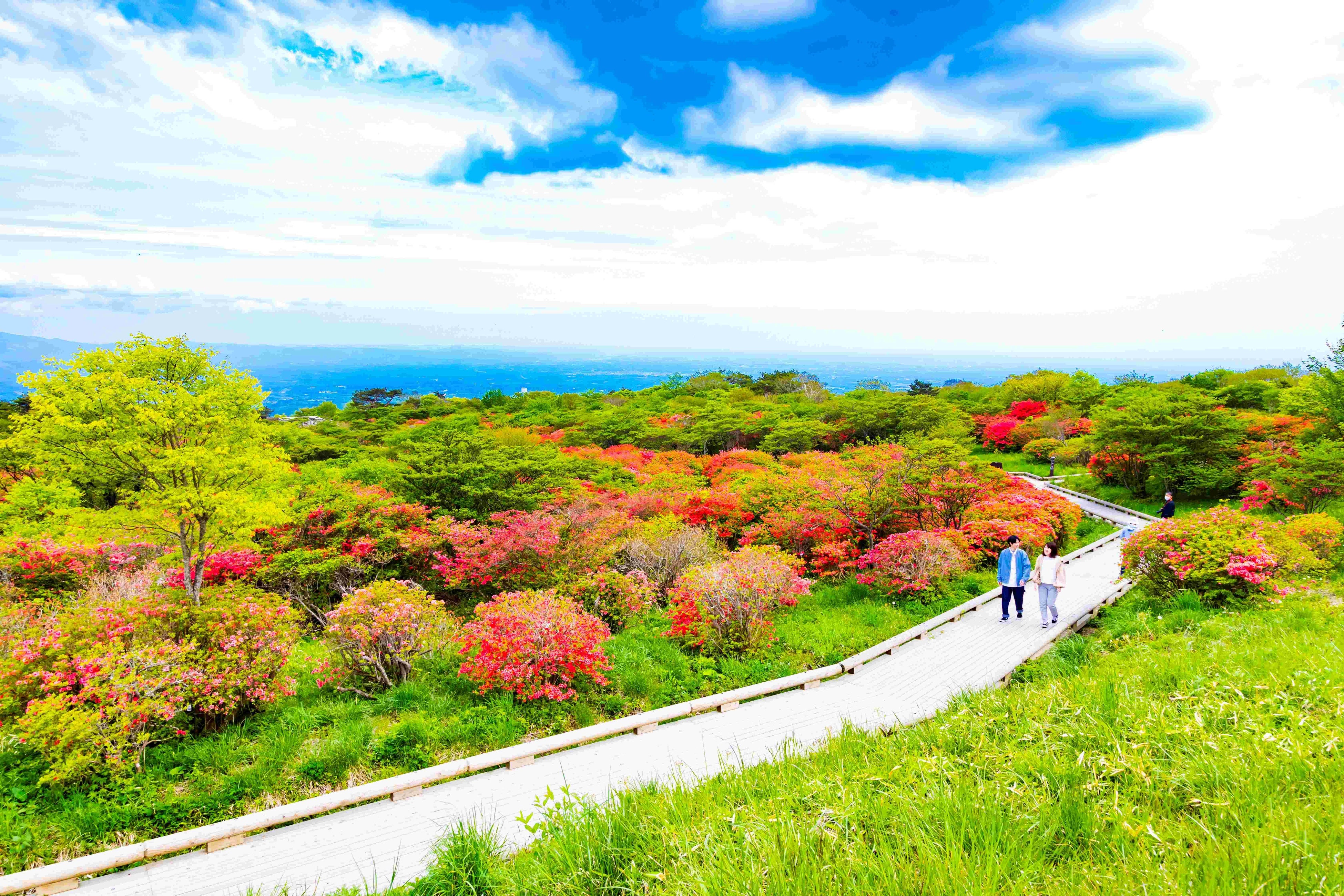八幡つつじ園地内には散策路が整備されています
