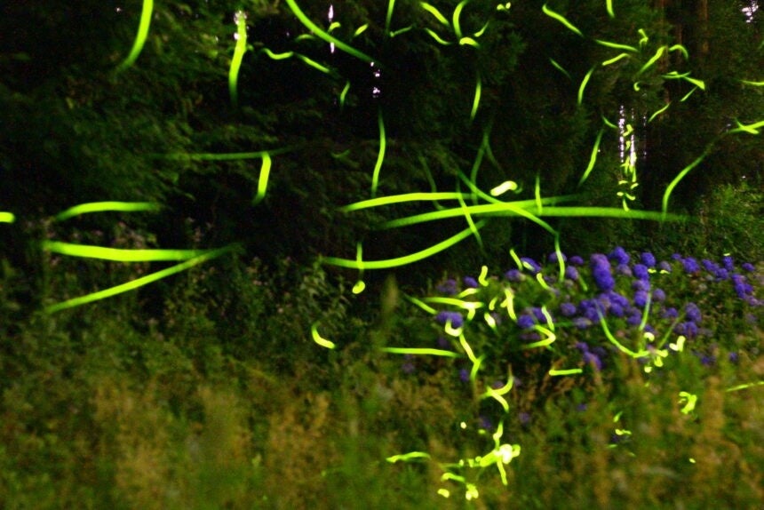 花見（けみ）ほたるの里　6月下旬から7月上旬には、約数千匹以上のゲンジボタルが乱舞します