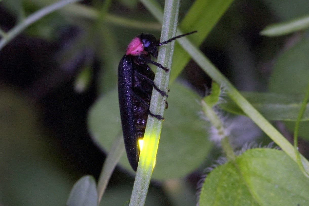 花見（けみ）ほたるの里　夕涼みしながらホタルを楽しむことができます