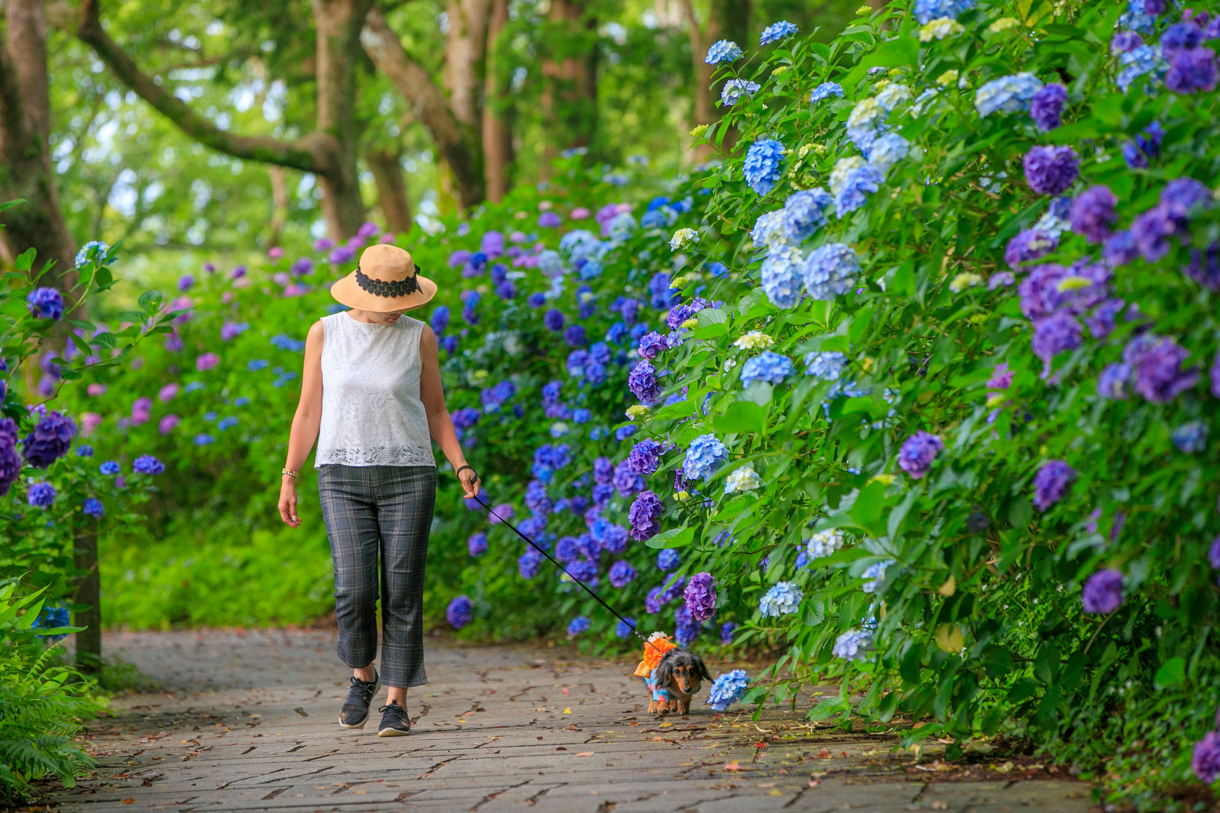 下田公園のあじさいは株数日本一