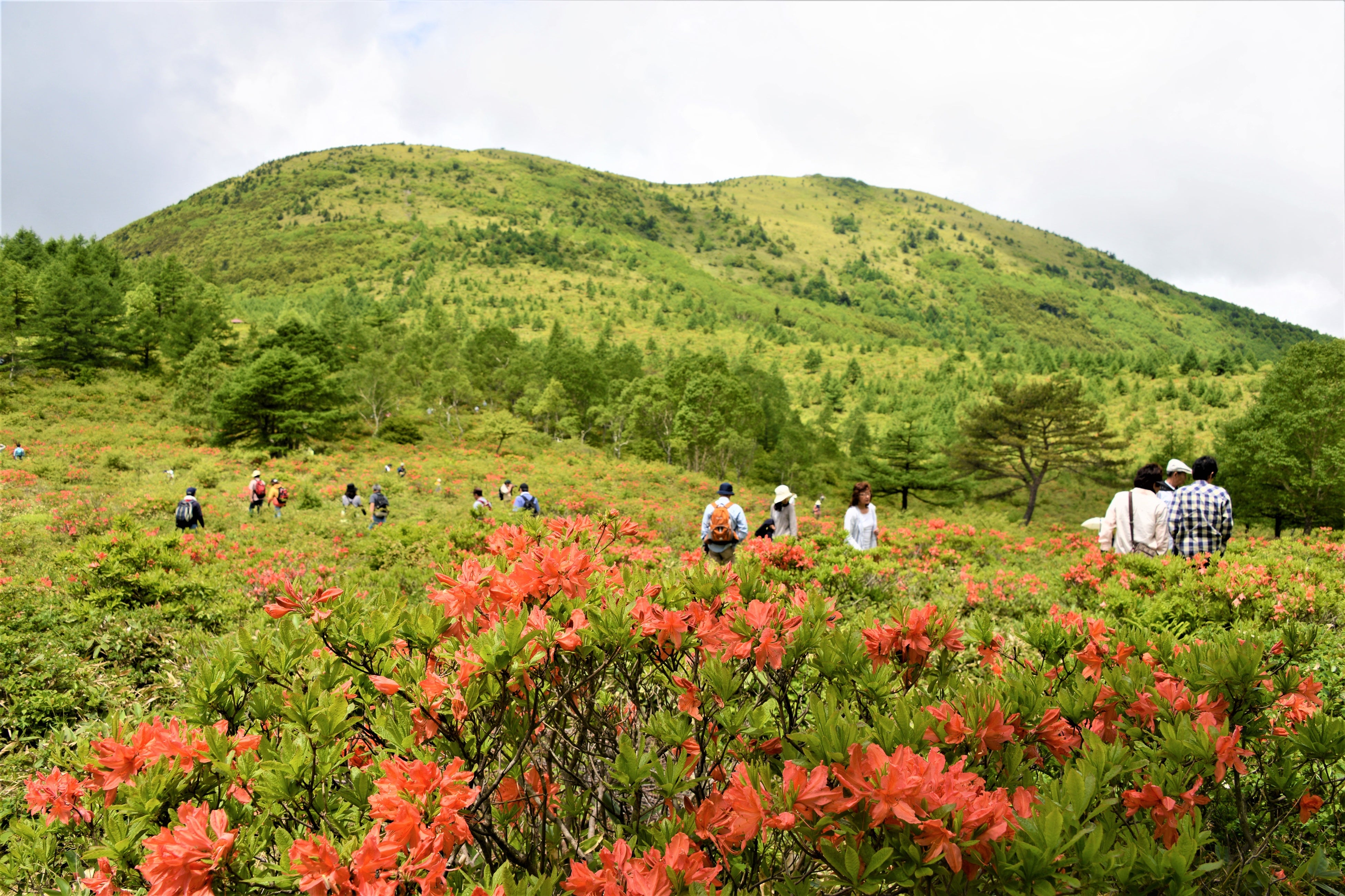 湯の丸高原ガイドウォーク