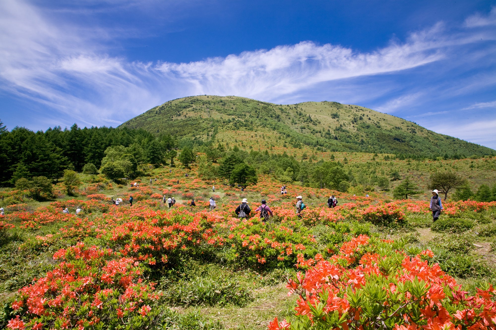 つつじ祭も開催