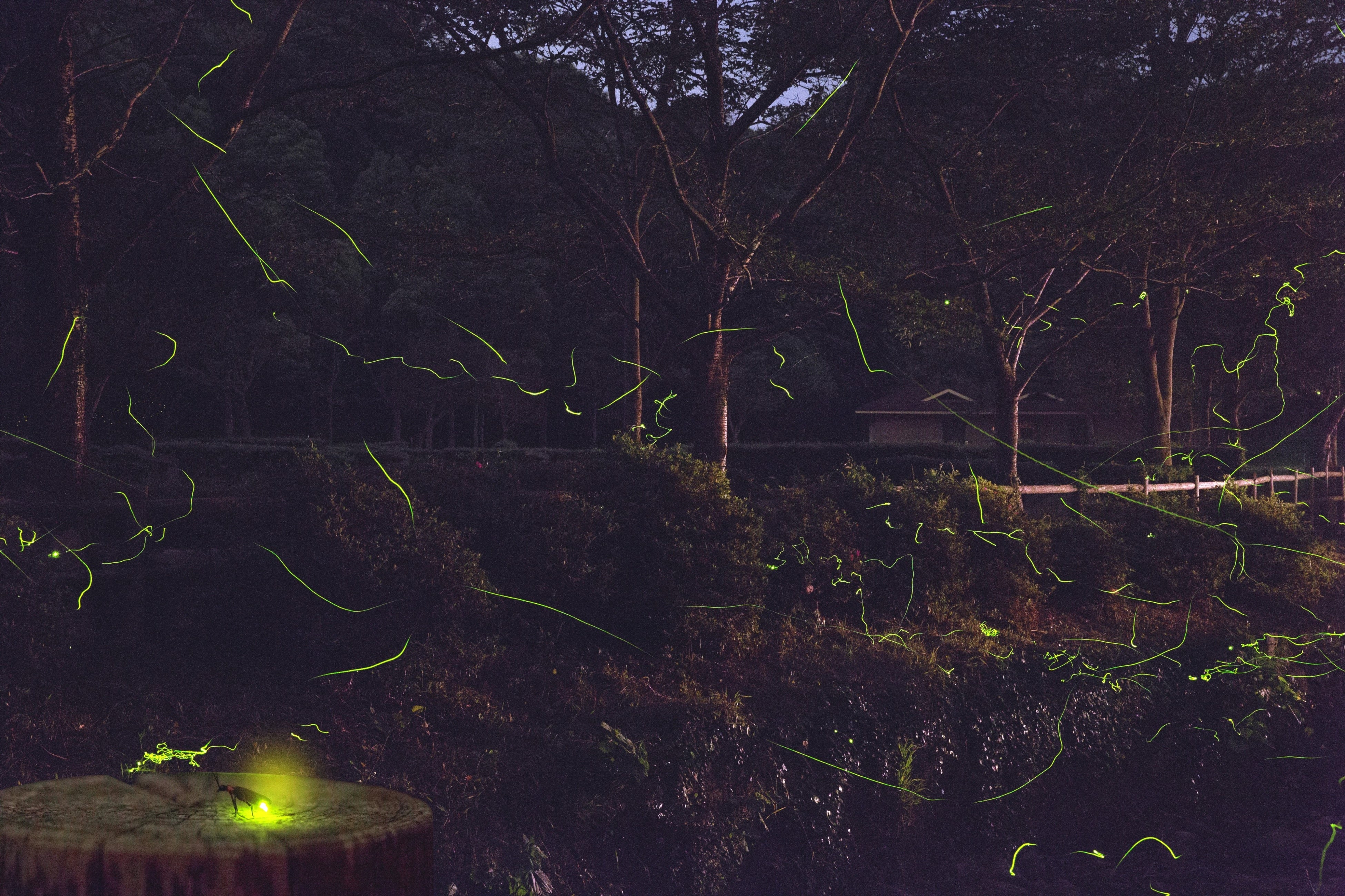 ホタル観賞ツアー