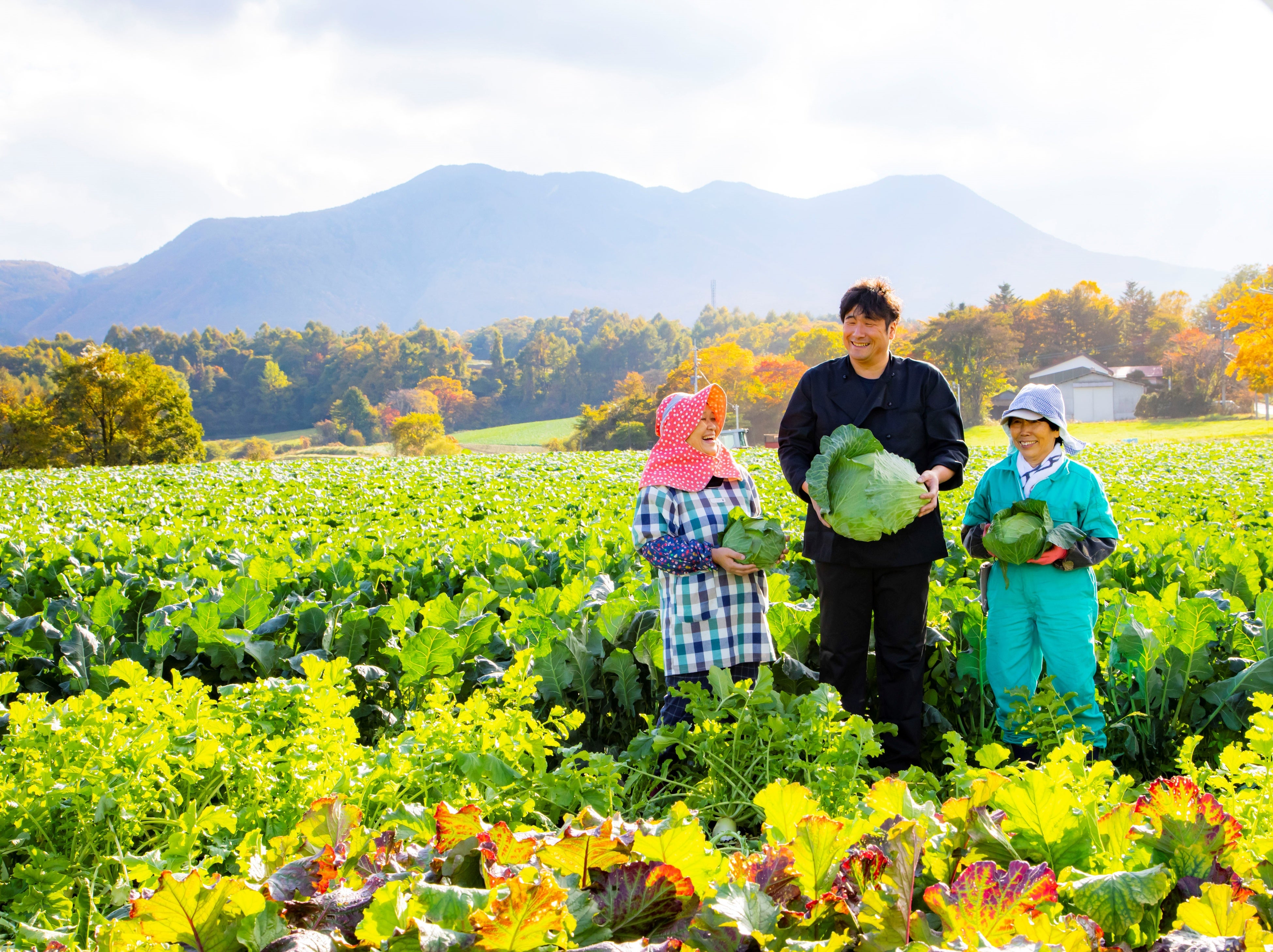 浅間山麓に広がる嬬恋高原キャベツの畑
