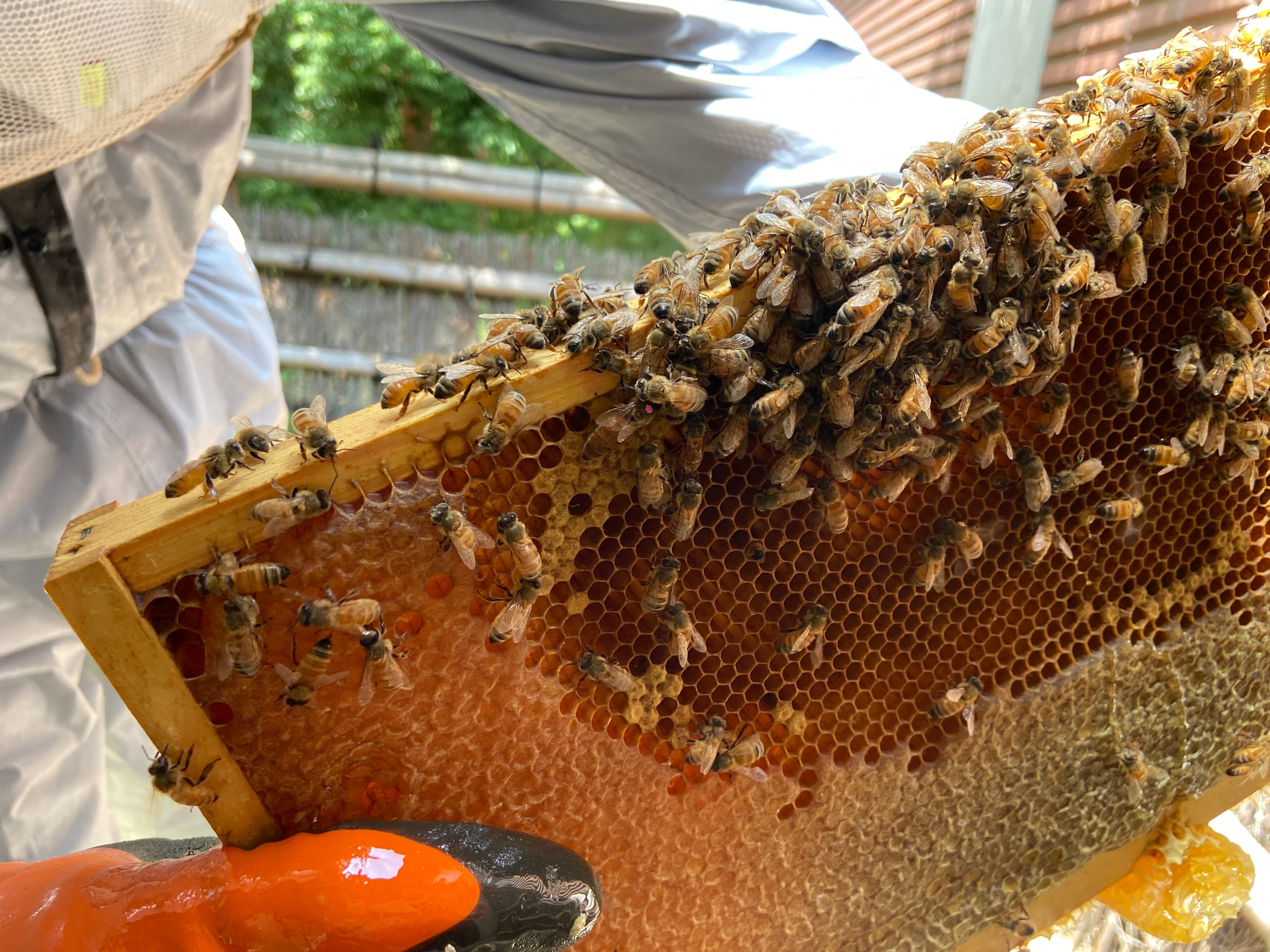昨年の蜂の巣の様子