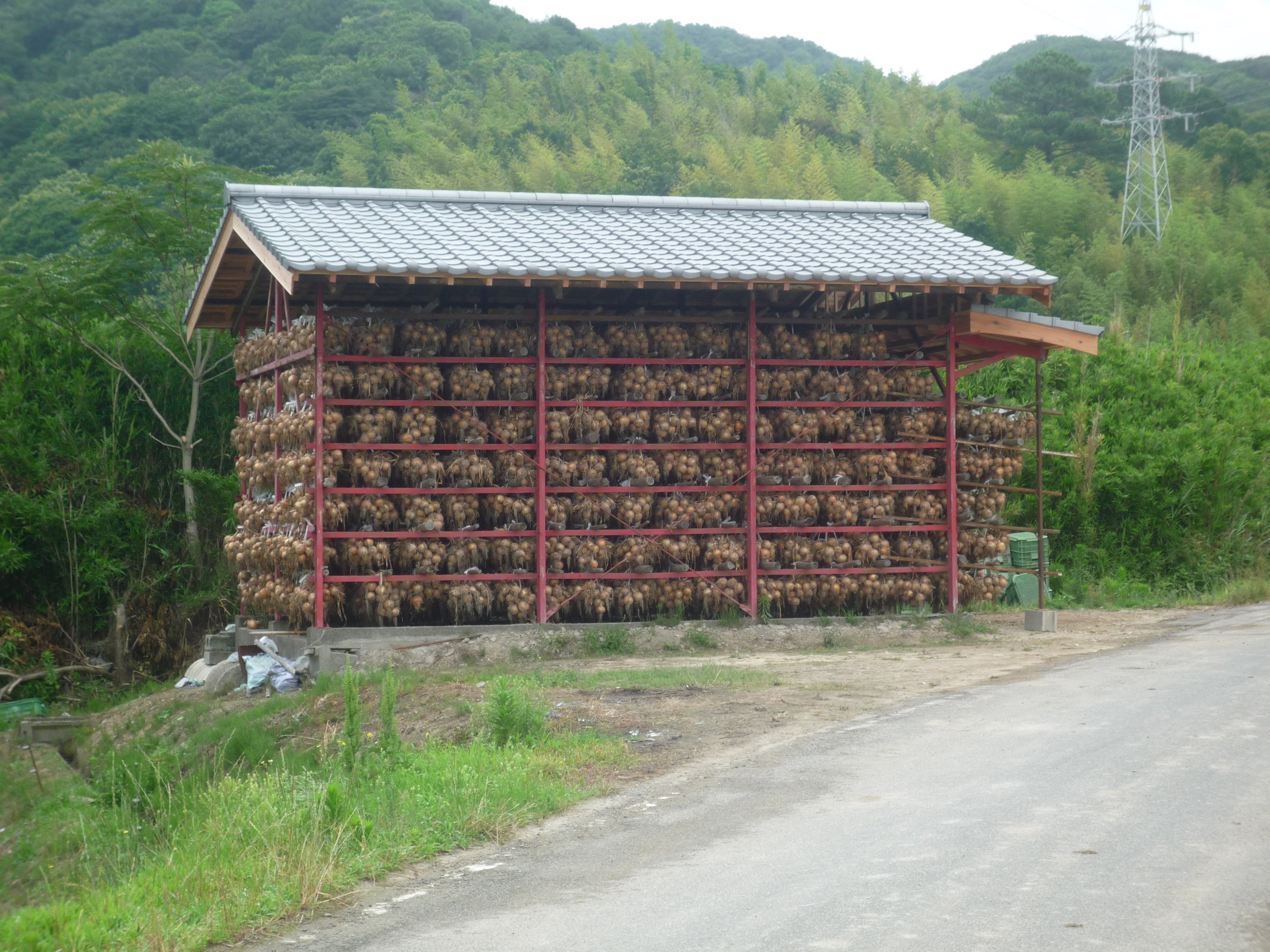 南あわじ市の夏の風物詩”吊り玉ねぎ”がある風景