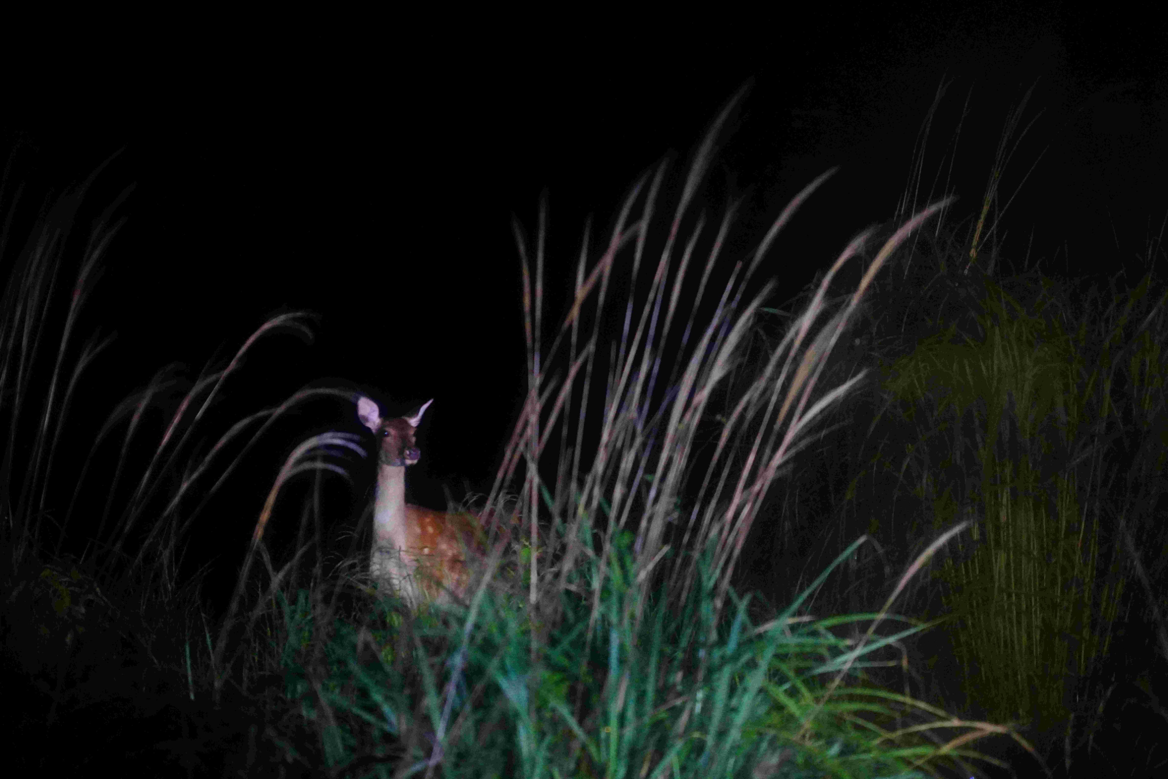 シカが出現するビューポイントでは列車が低速走行します