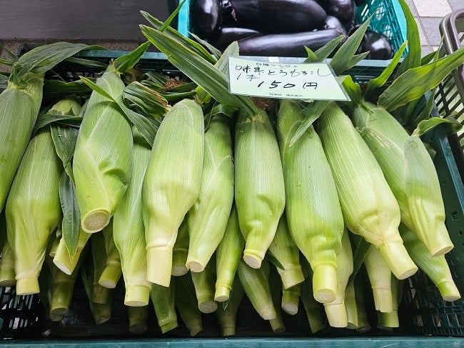 糖度の高いとうもろこし