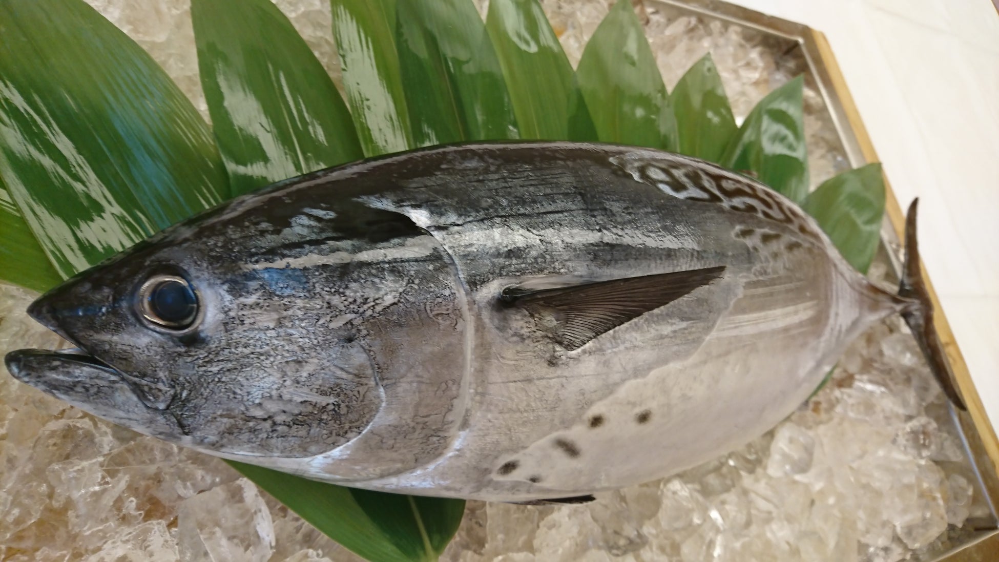 愛媛県の愛育フィッシュ「媛スマ」や「だてまぐろ」、瀬戸内海の幻の高級魚「羽太(はた)」 休暇村瀬戸内東予では、愛媛の味覚を存分に味わえる「愛 ...