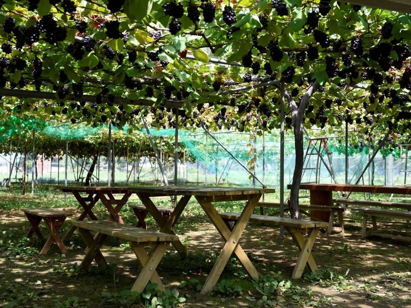 ハウスなので雨が降っても安心。ベビーカーでも入場可能