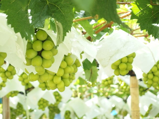 たわわに実るシャインマスカット
