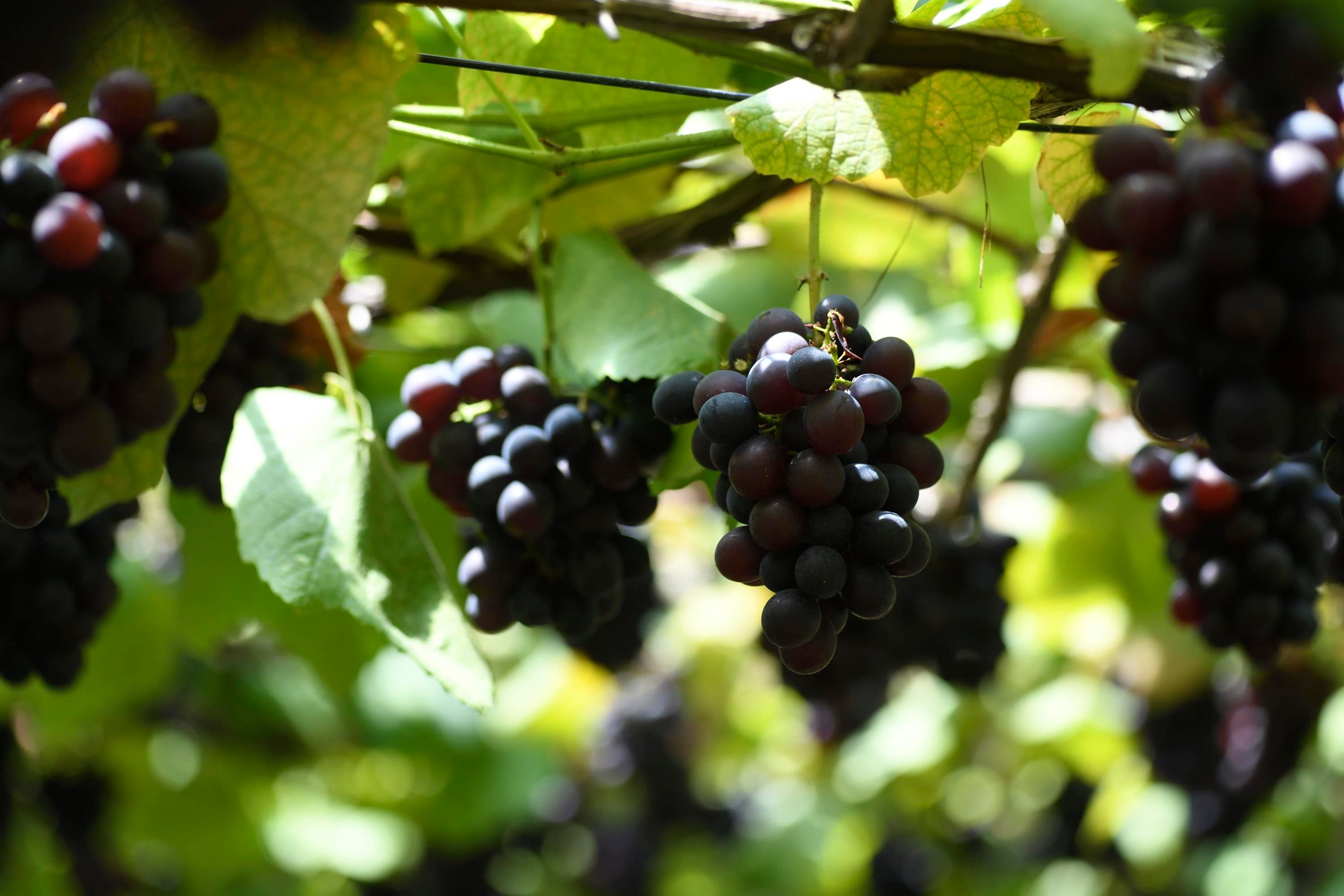 全国でも珍しい粒取り食べ放題