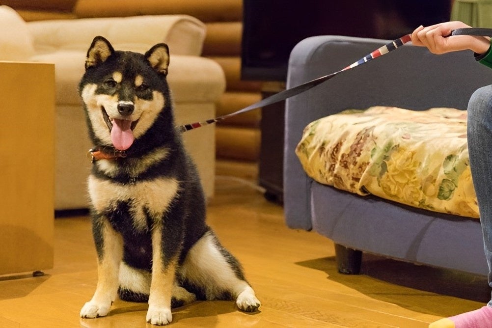 11月1日の「犬の日」にワンちゃんと一緒に泊まれるログハウスが増設されます!