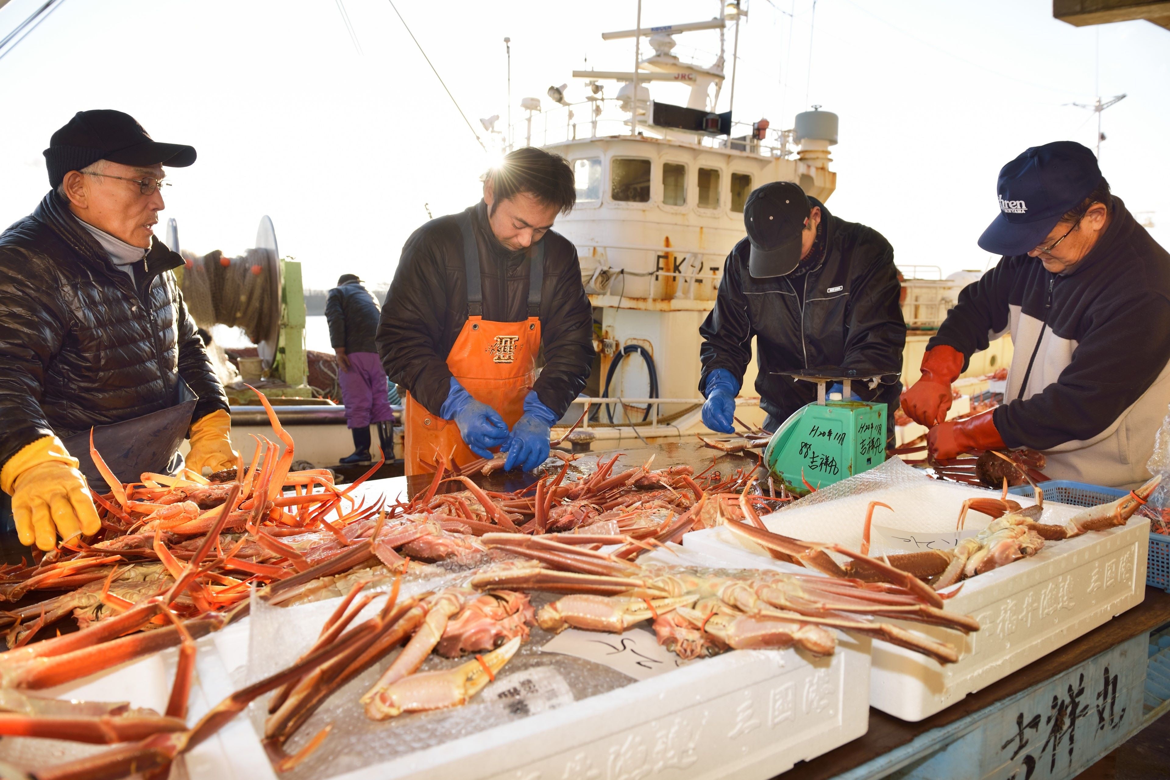 ブランドマークの入った黄色いタグ付けの様子　越前がにを証明するタグは、1997年から全国に先駆けて取り付け、ブランド化を行いました