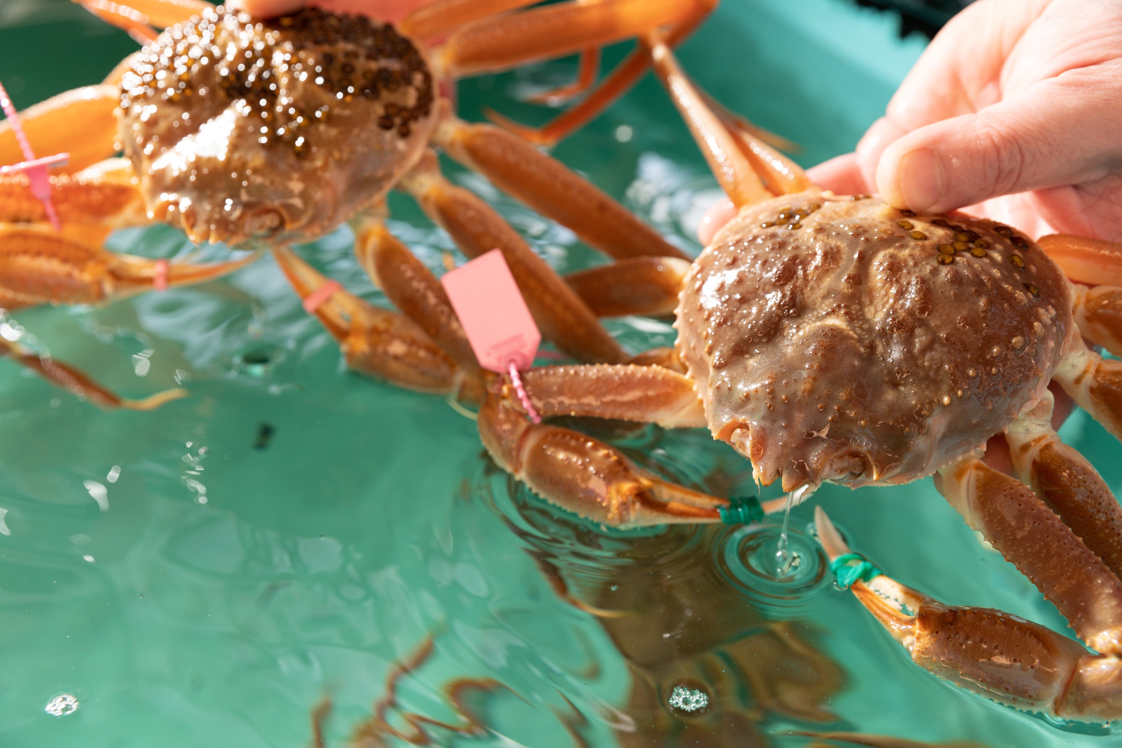 生簀から活きた松葉がにをご提供