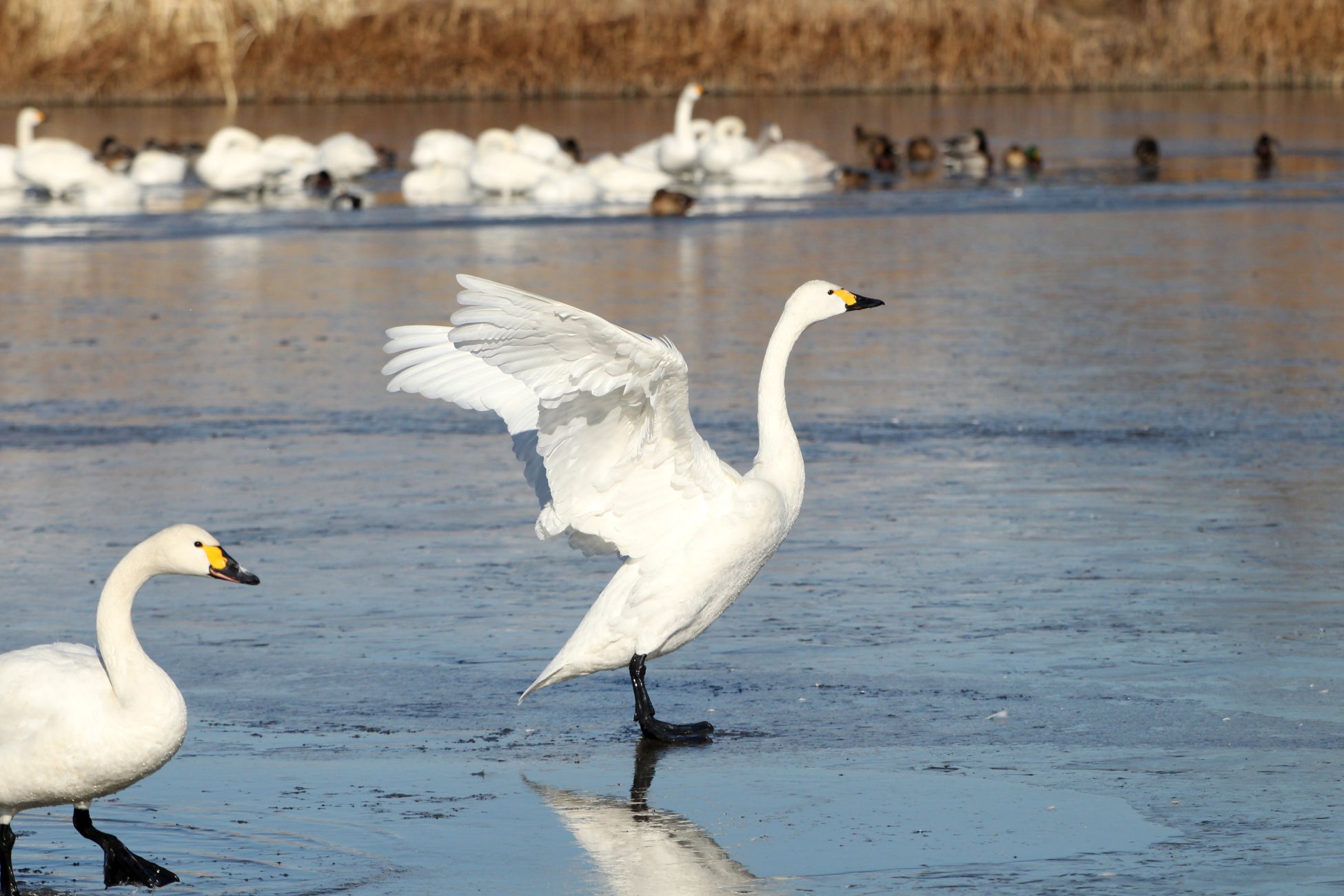 犀川白鳥湖