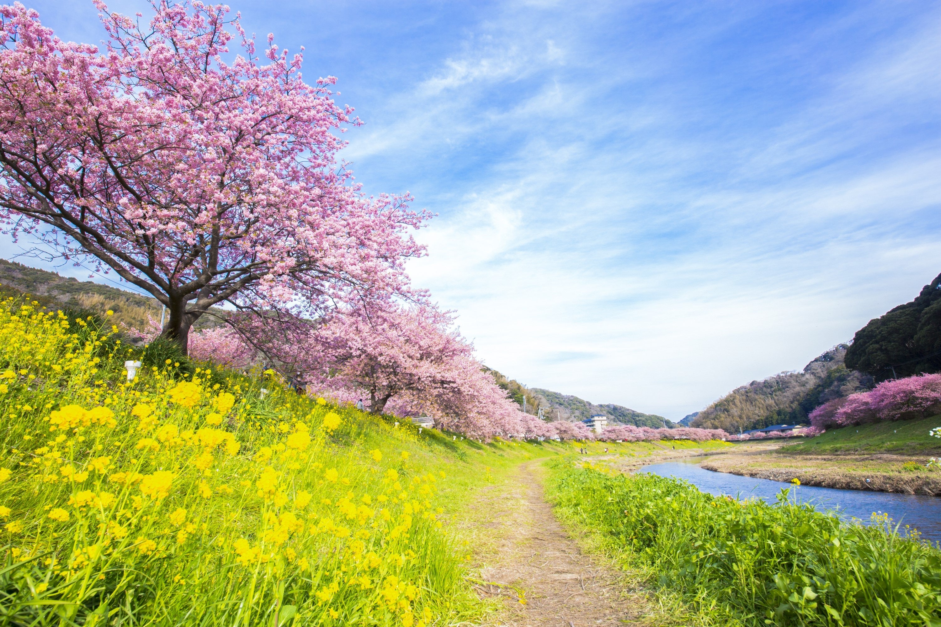 青野川沿いに咲き誇るみなみの桜（河津桜）