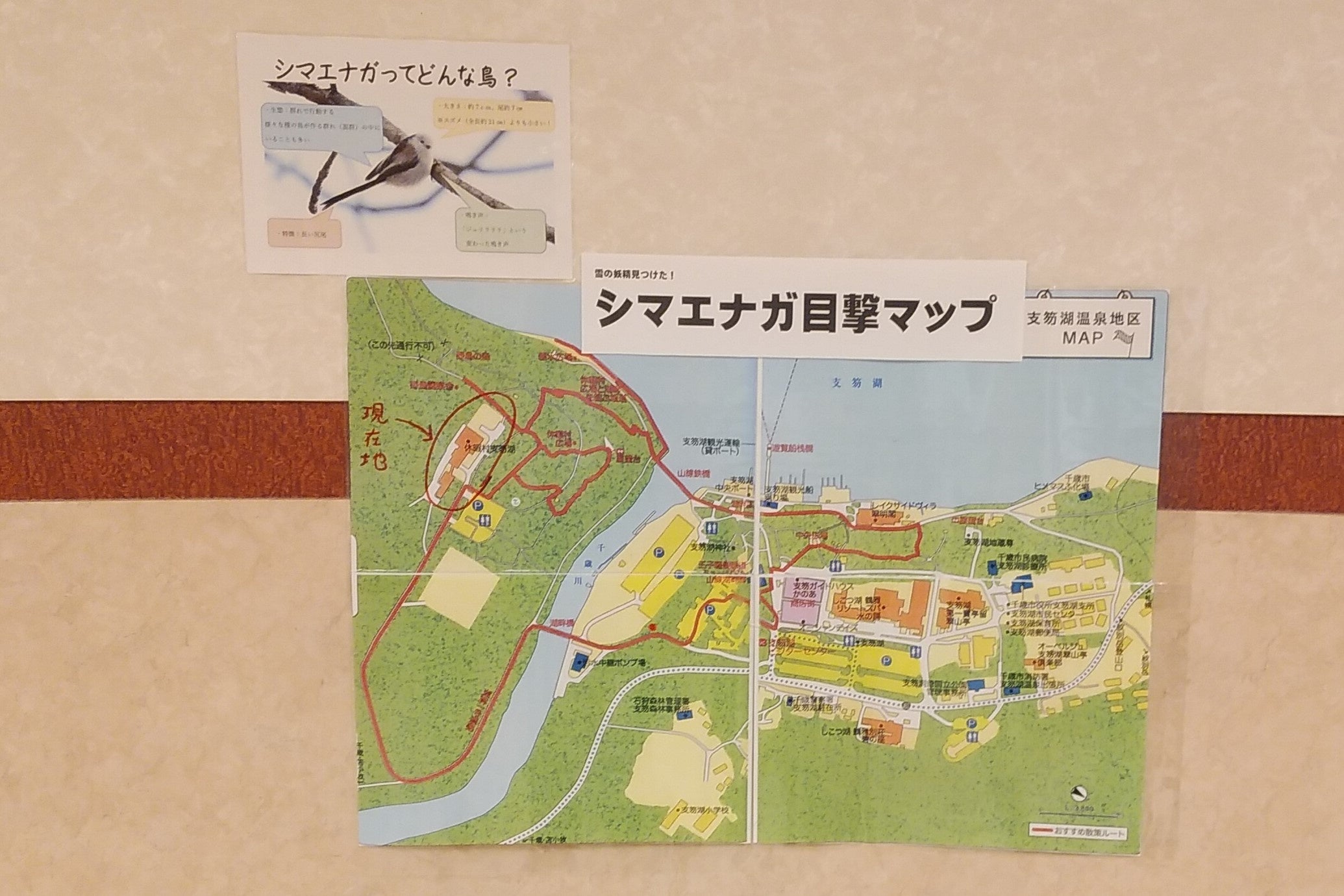 ホテル１Ｆのエレベーターホールにシマエナガ目撃マップを掲示しています　観察・撮影の参考になるよう情報を共有しています