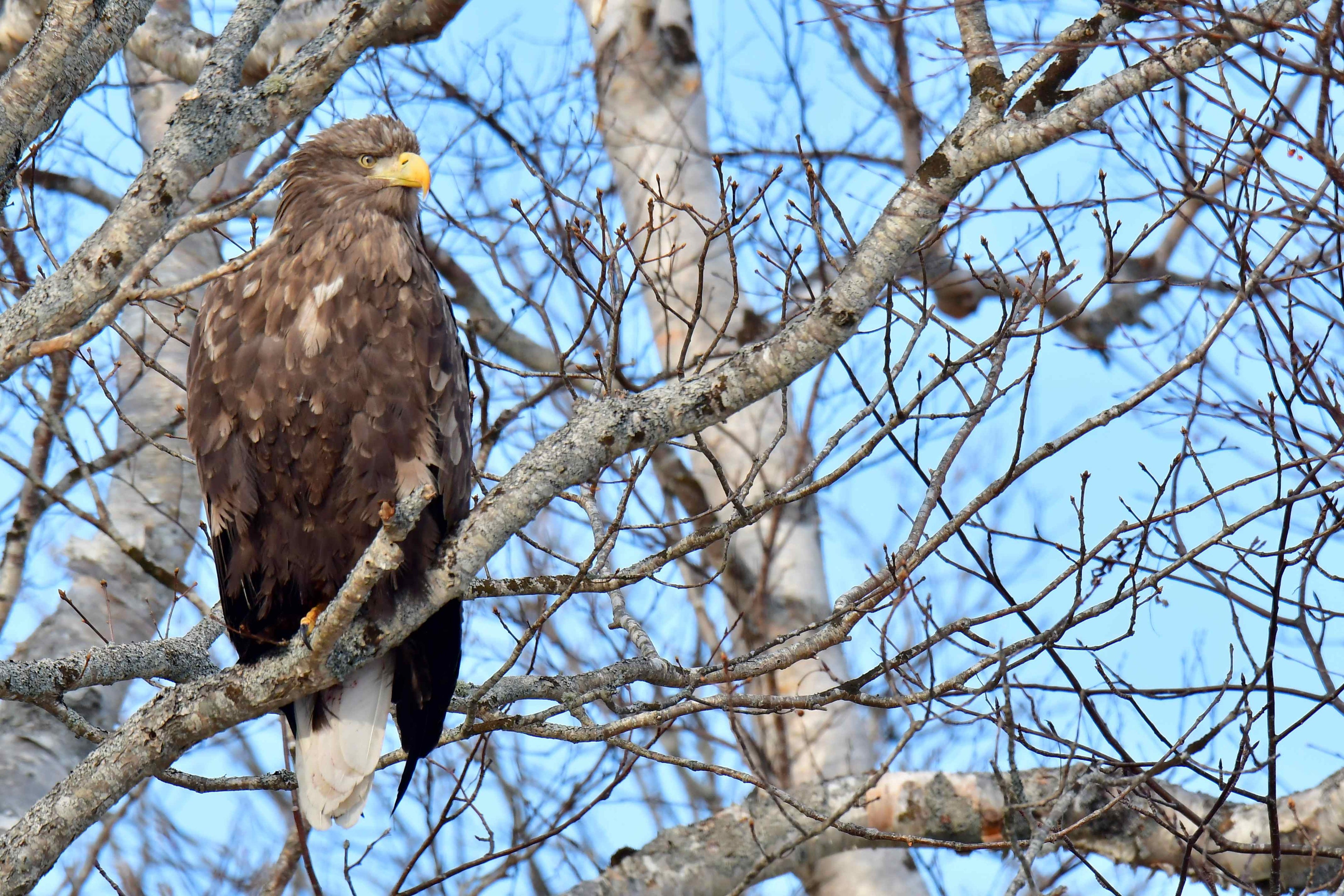 日本に生息する鳥類の中でも最大級の猛禽類　オジロワシ
