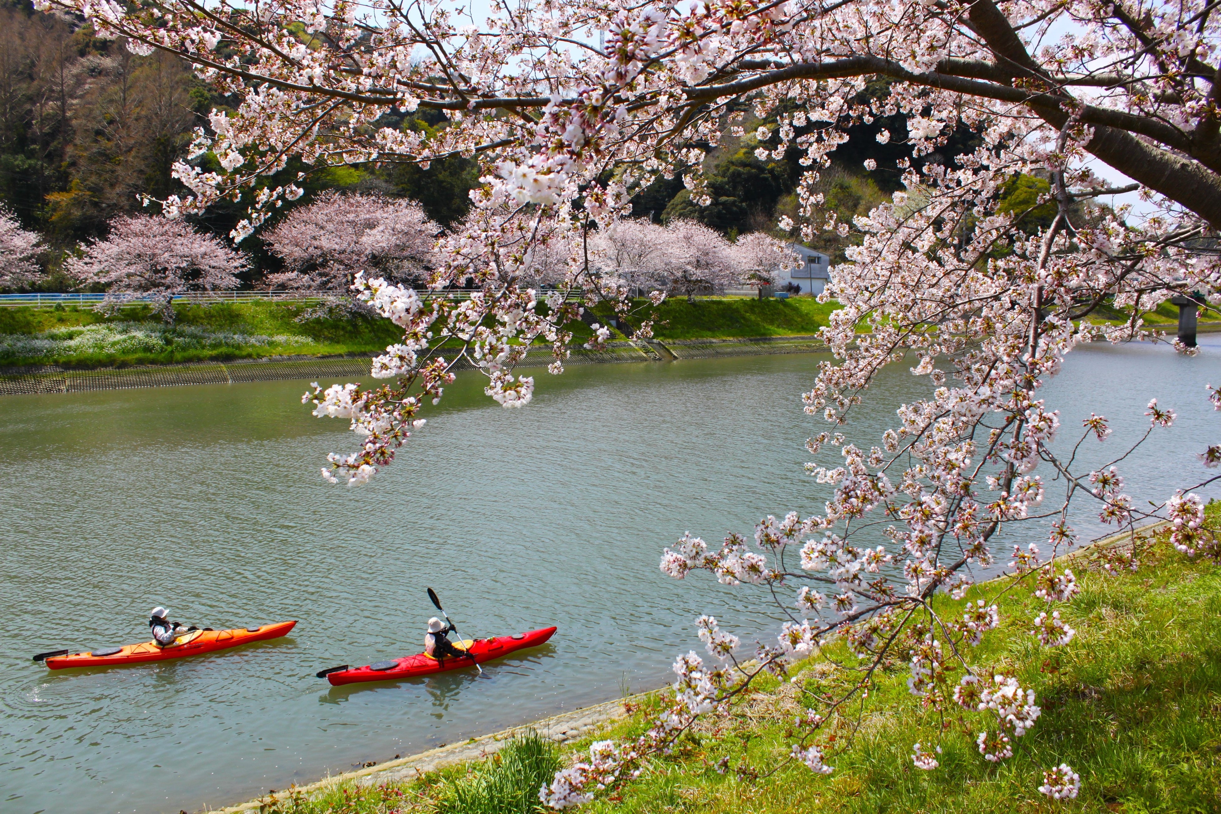Sakura Kayak 弓ヶ浜さくらツアー