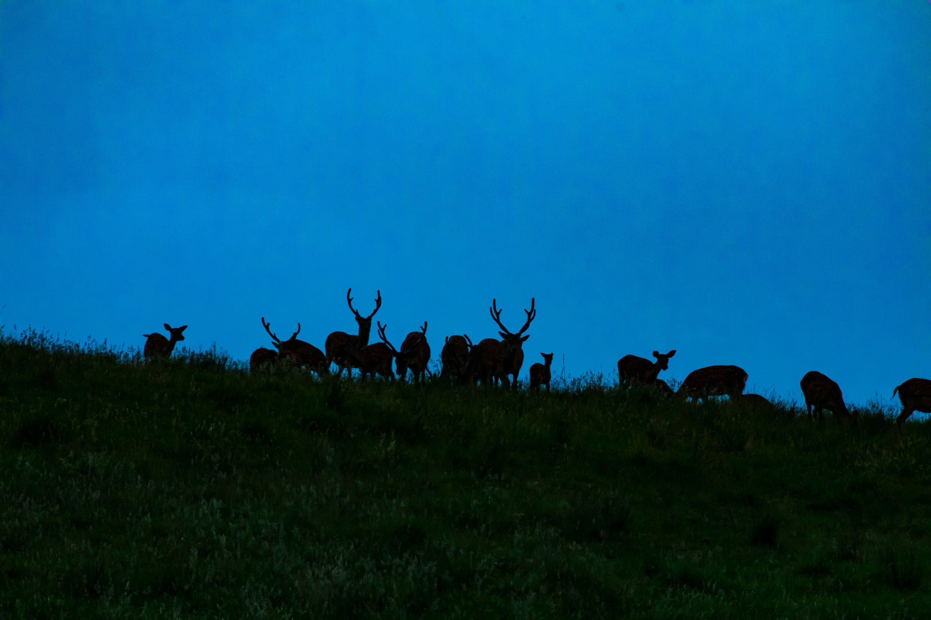 人気のプログラム、野生の鹿をウォッチング「ナイトサファリ」