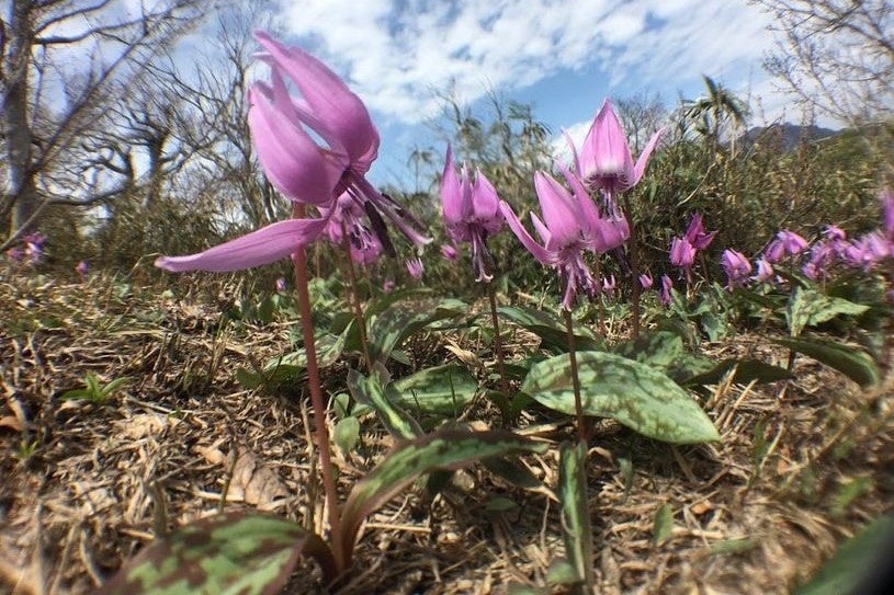 4月に見頃を迎える”カタクリ”は紫色の可憐な花を咲かせます