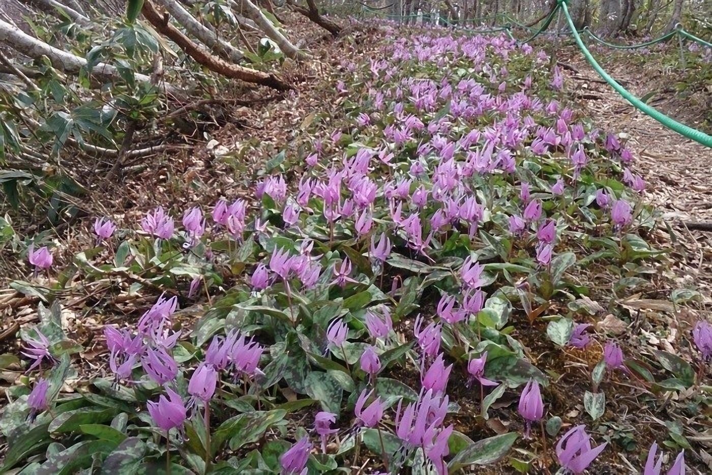 ７年もの期間をかけて成長するカタクリは年々数が少なくなってきており、鳥取県では絶滅危惧種にも認定されている希少な花です