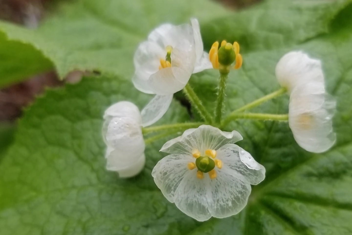 雨にぬれると花びらが透明になる サンカヨウ
