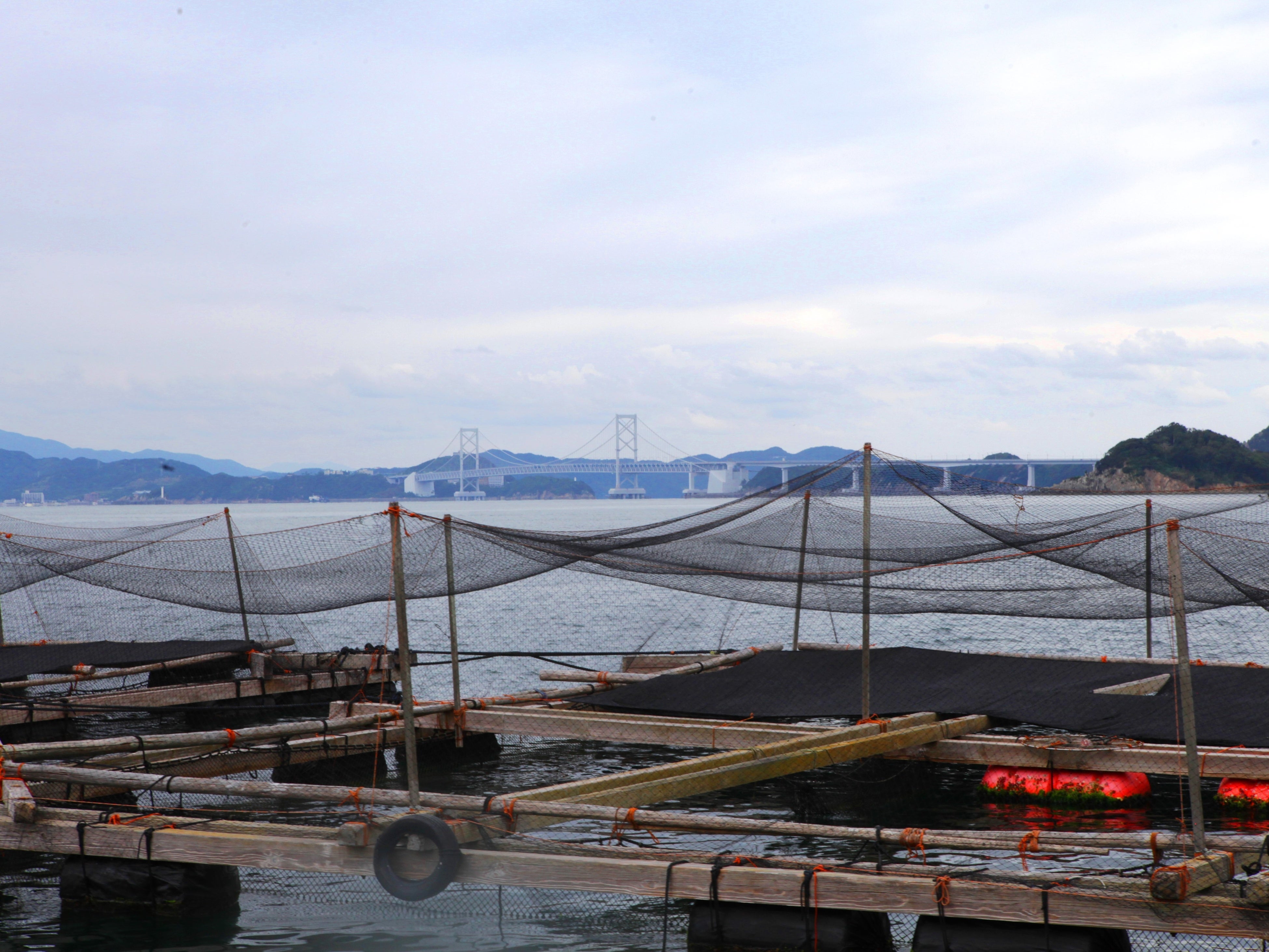 サクラマスを育てるのに良い条件が整った福良湾