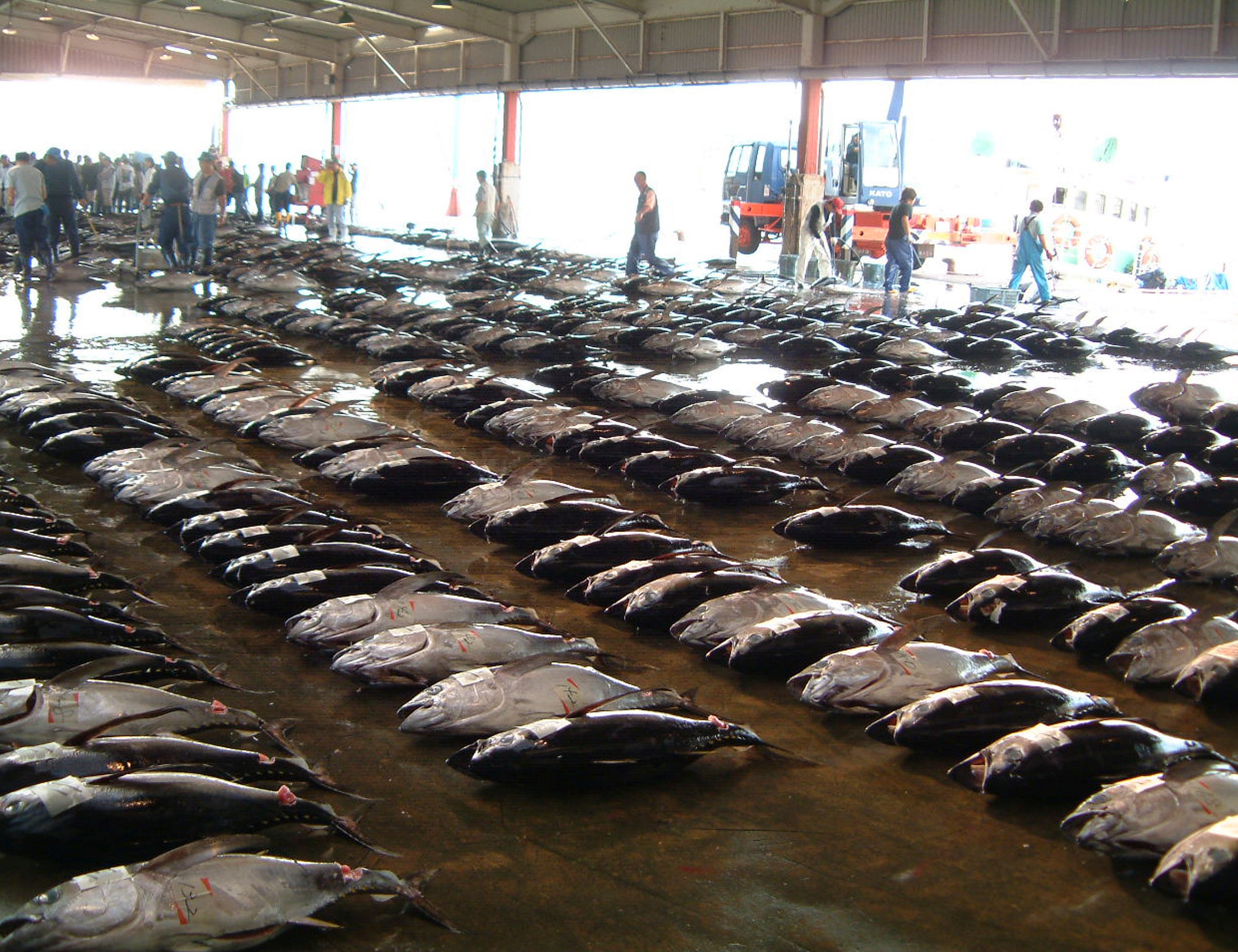 活き〆天然生まぐろ