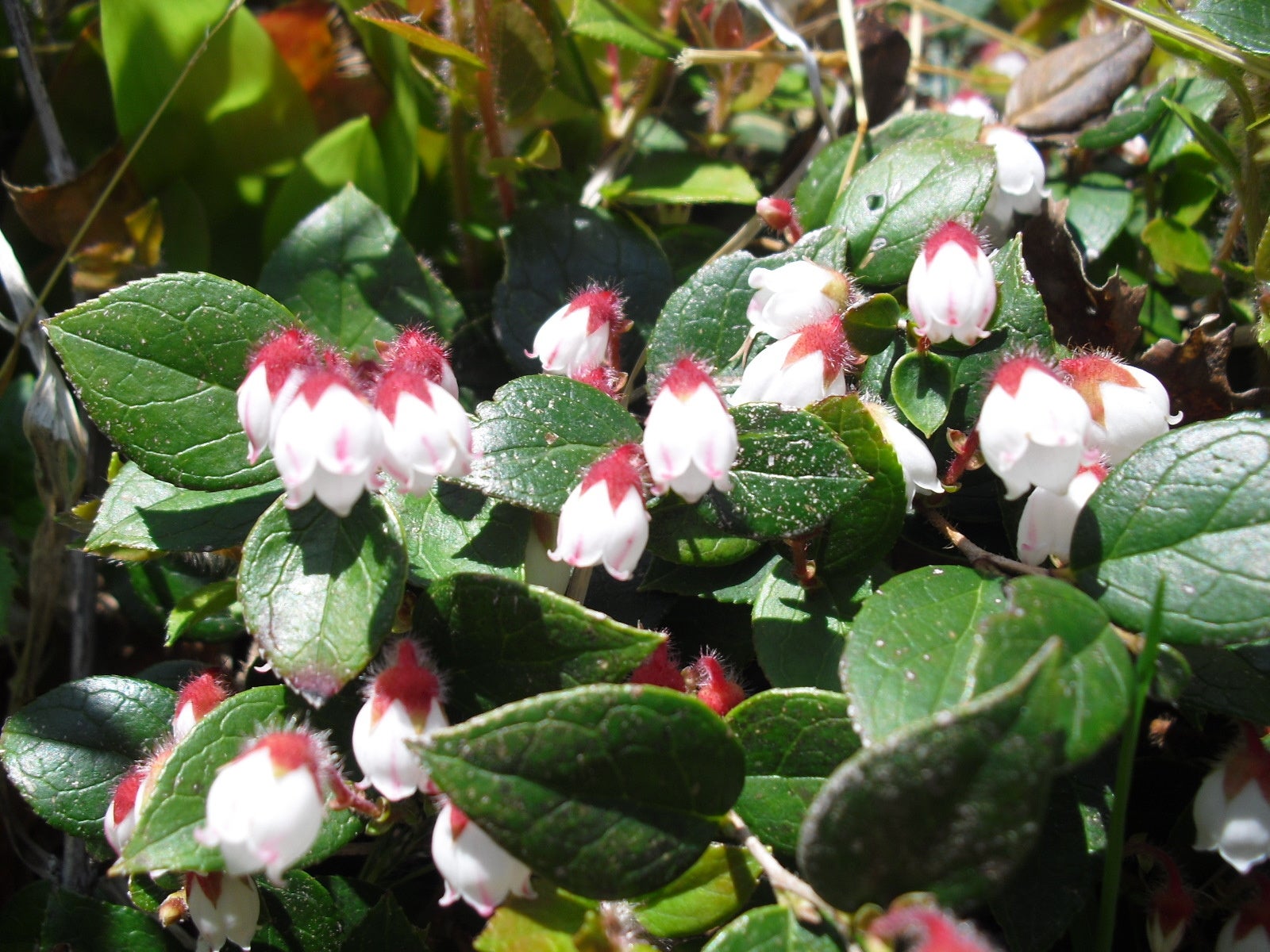 アカモノ　５月中旬～6月上旬
