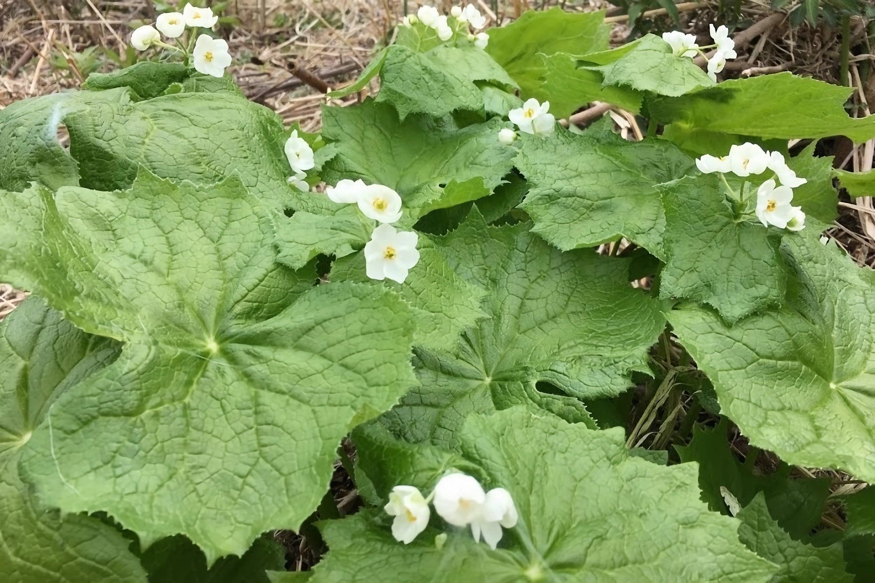 自生のサンカヨウは世界的にも珍しい存在ですが、奥大山には群生地があり、開花は4月末～5月頃。開花すると、わずか１週間ほどで散ってしまいます