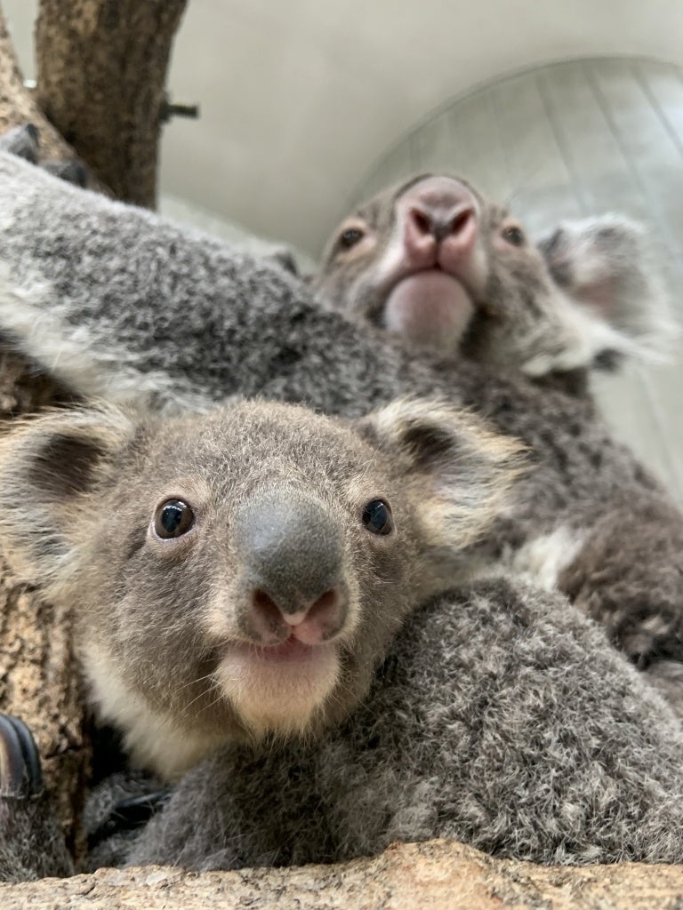 ファームパークイングランドの丘