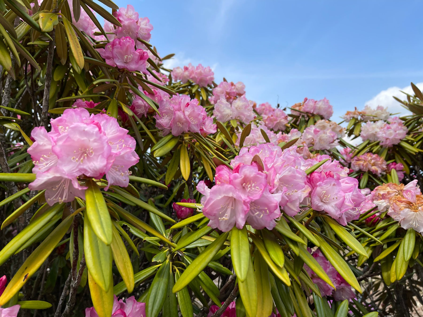 見頃を迎えたシャクナゲの花
