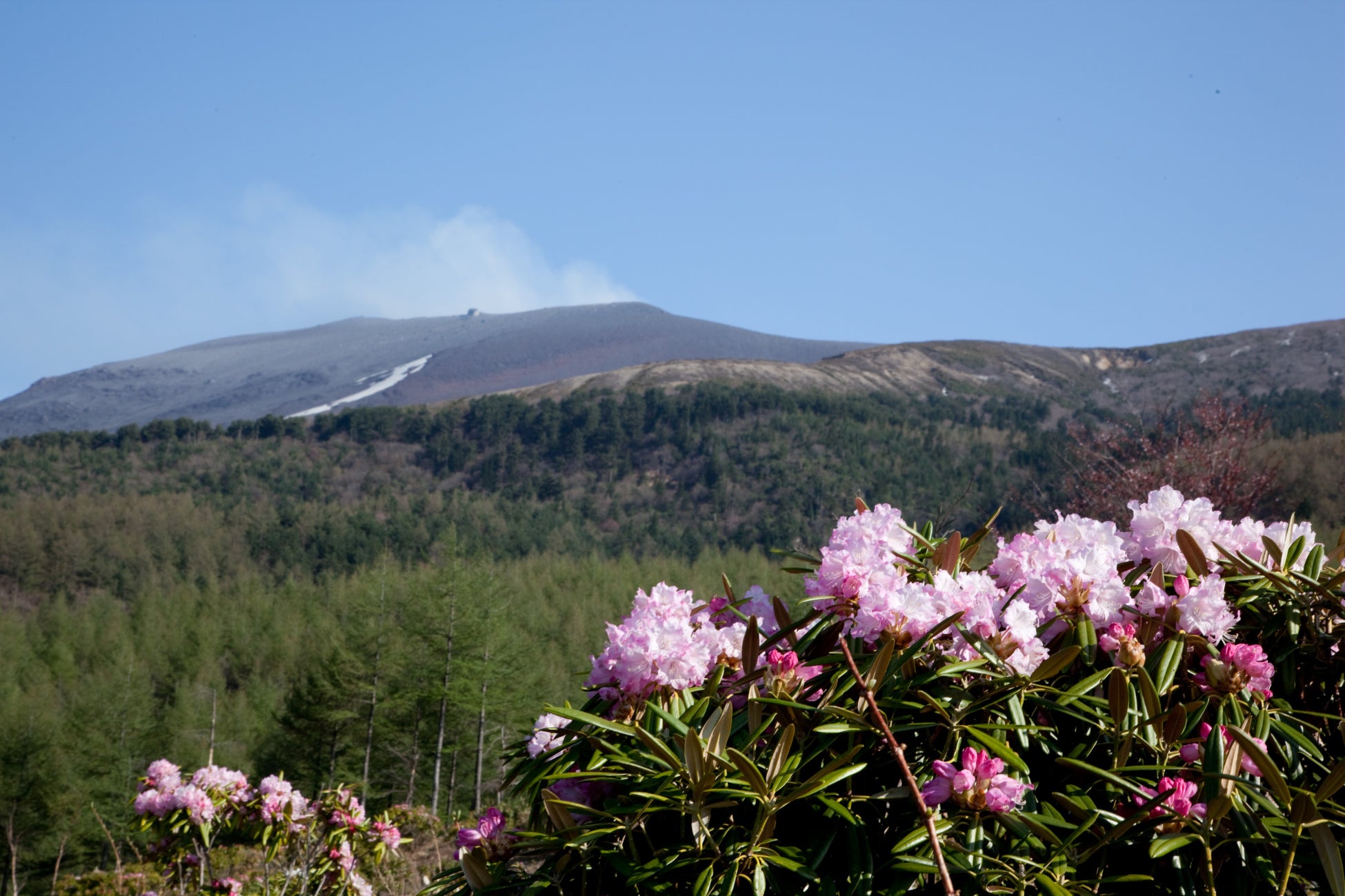 シャクナゲ園から望める、浅間山を含む絶景