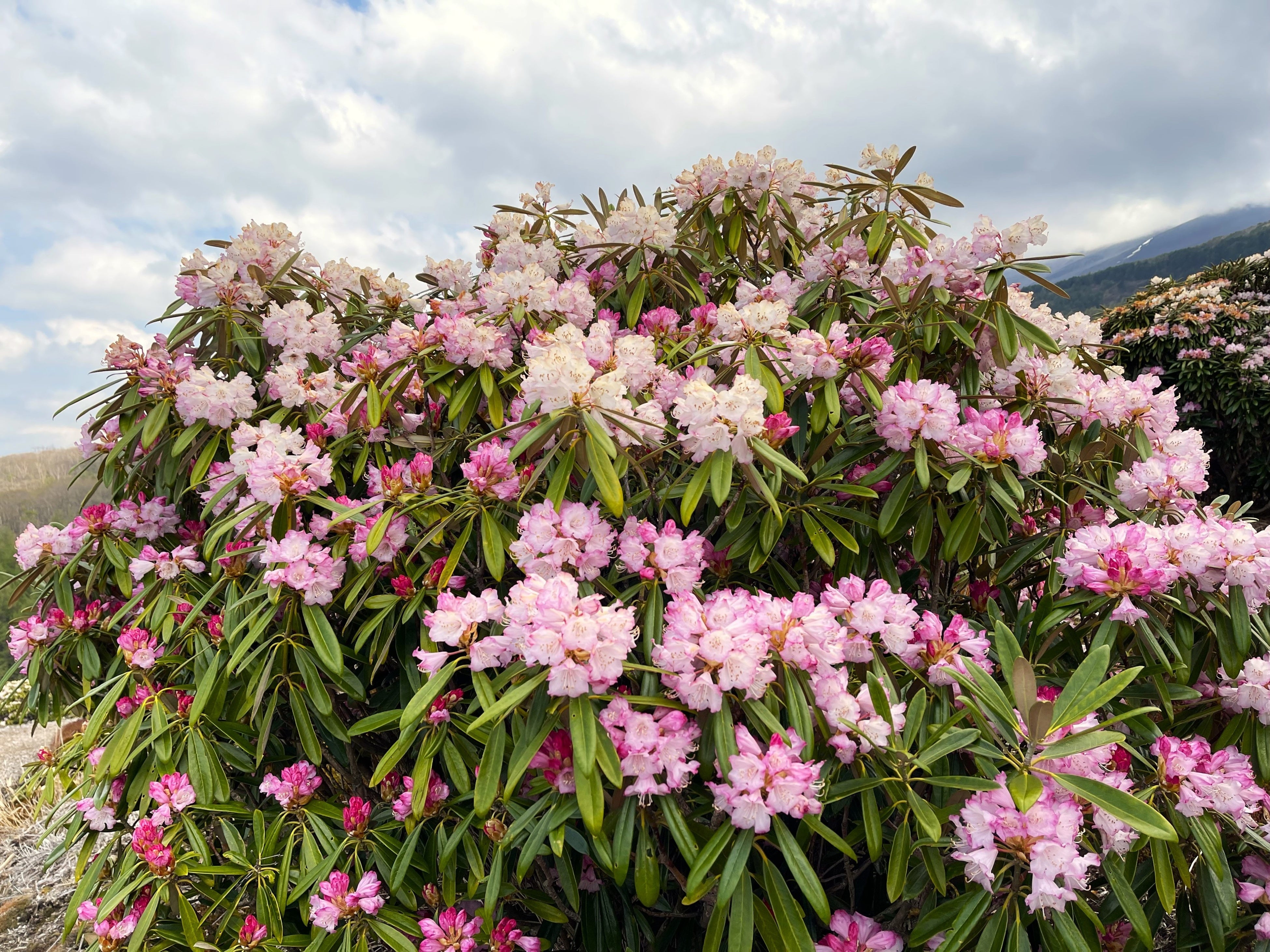 シャクナゲの花