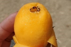 房州びわは、明治４２年以来皇室に献上されています