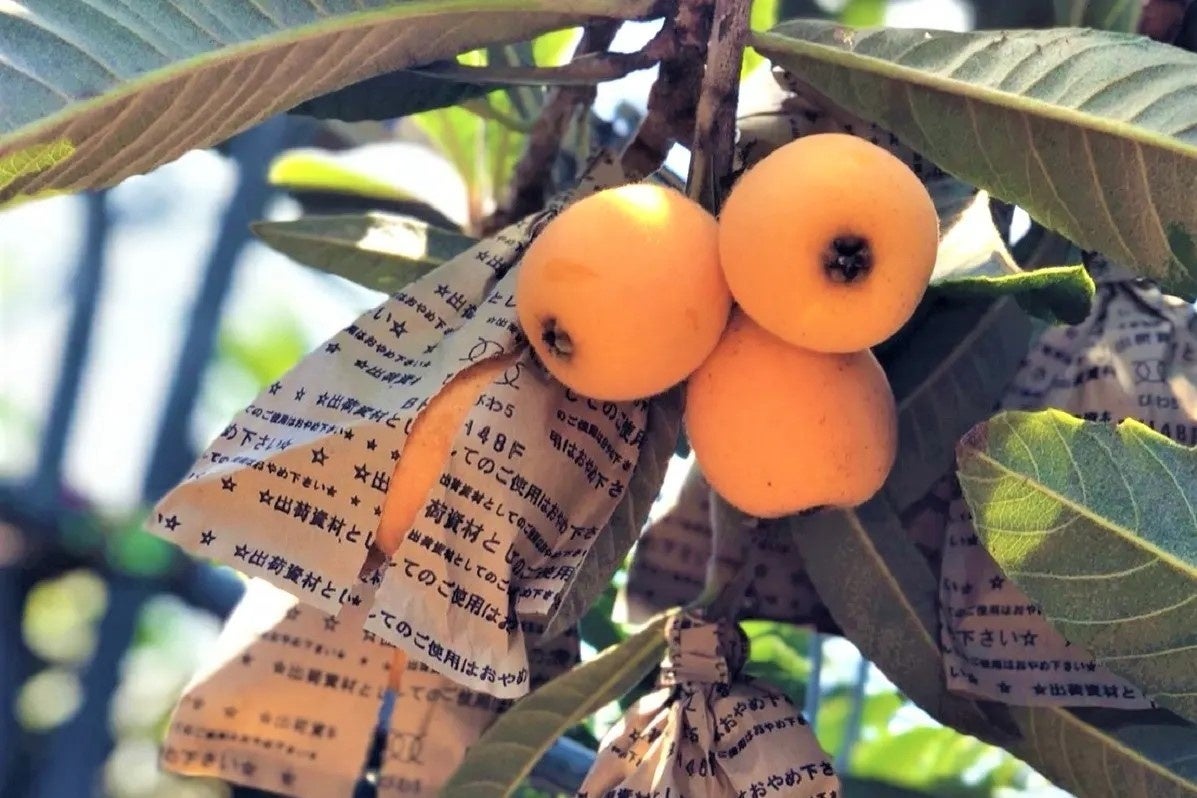 びわは、もぎたてほど果肉もやわらかく風味も豊かです