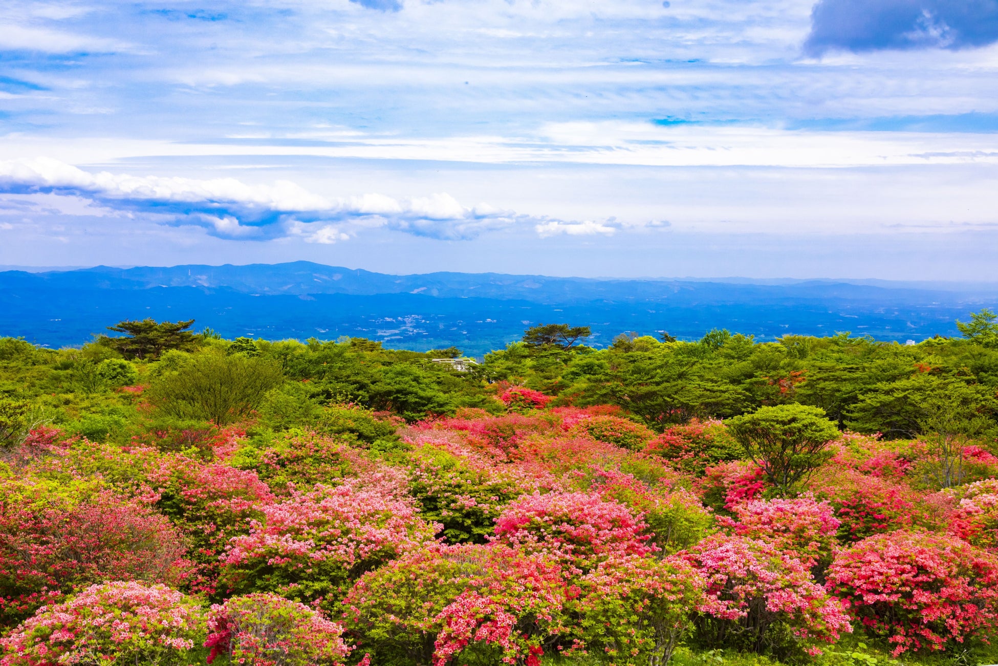 八幡のつつじ園地