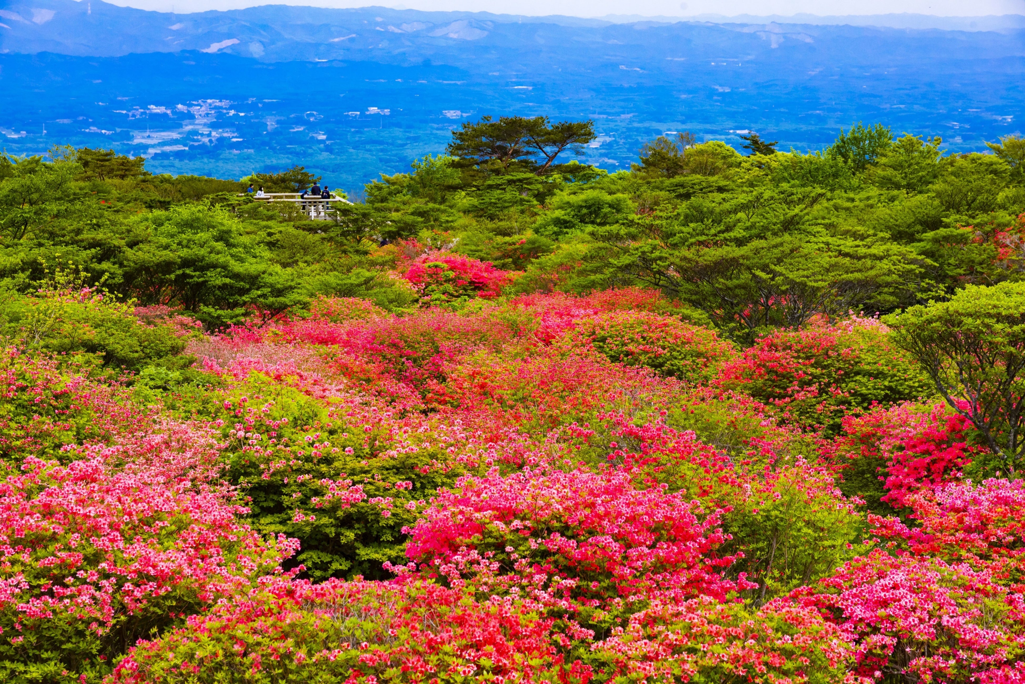 八幡のつつじ園地