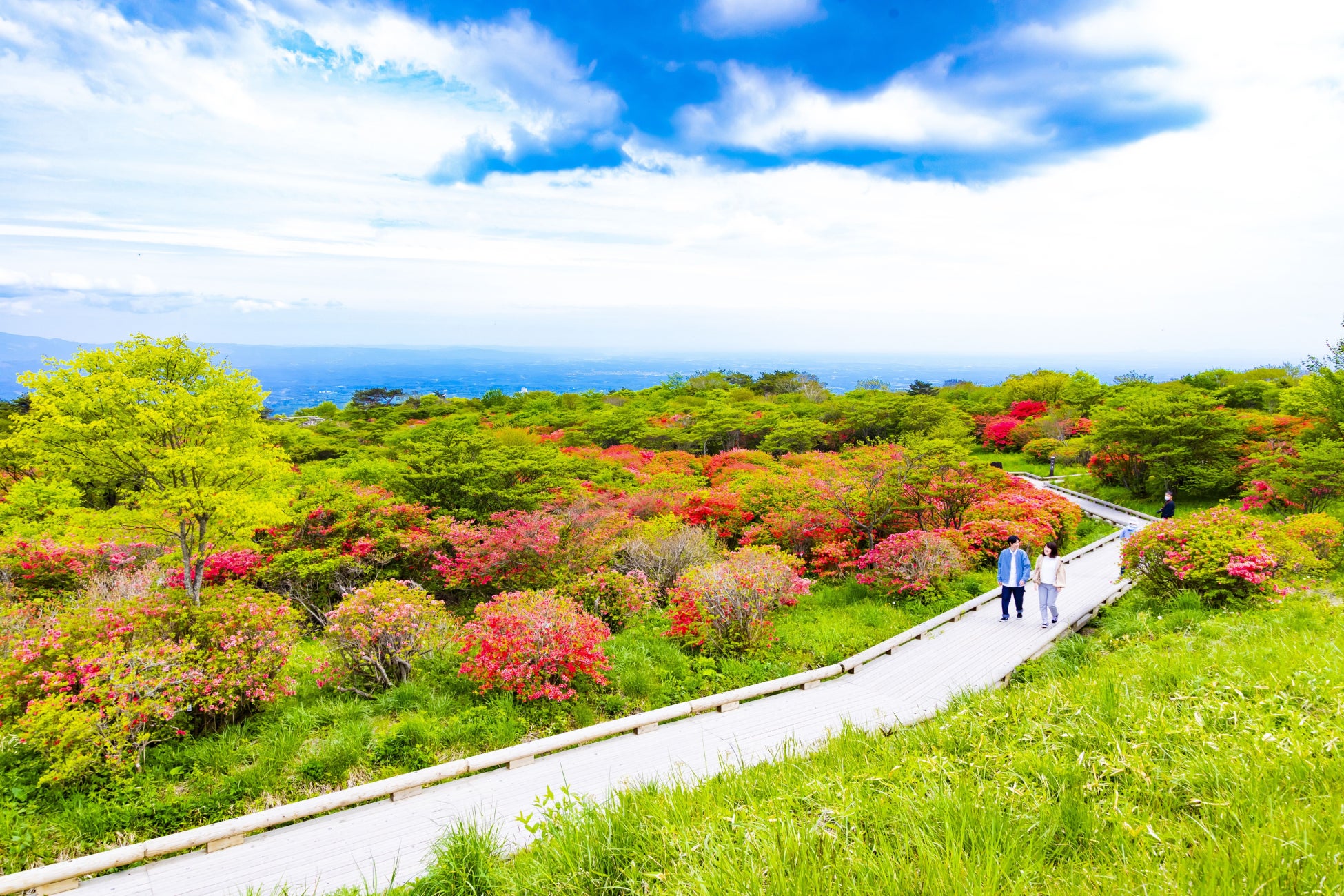 八幡のつつじ園地