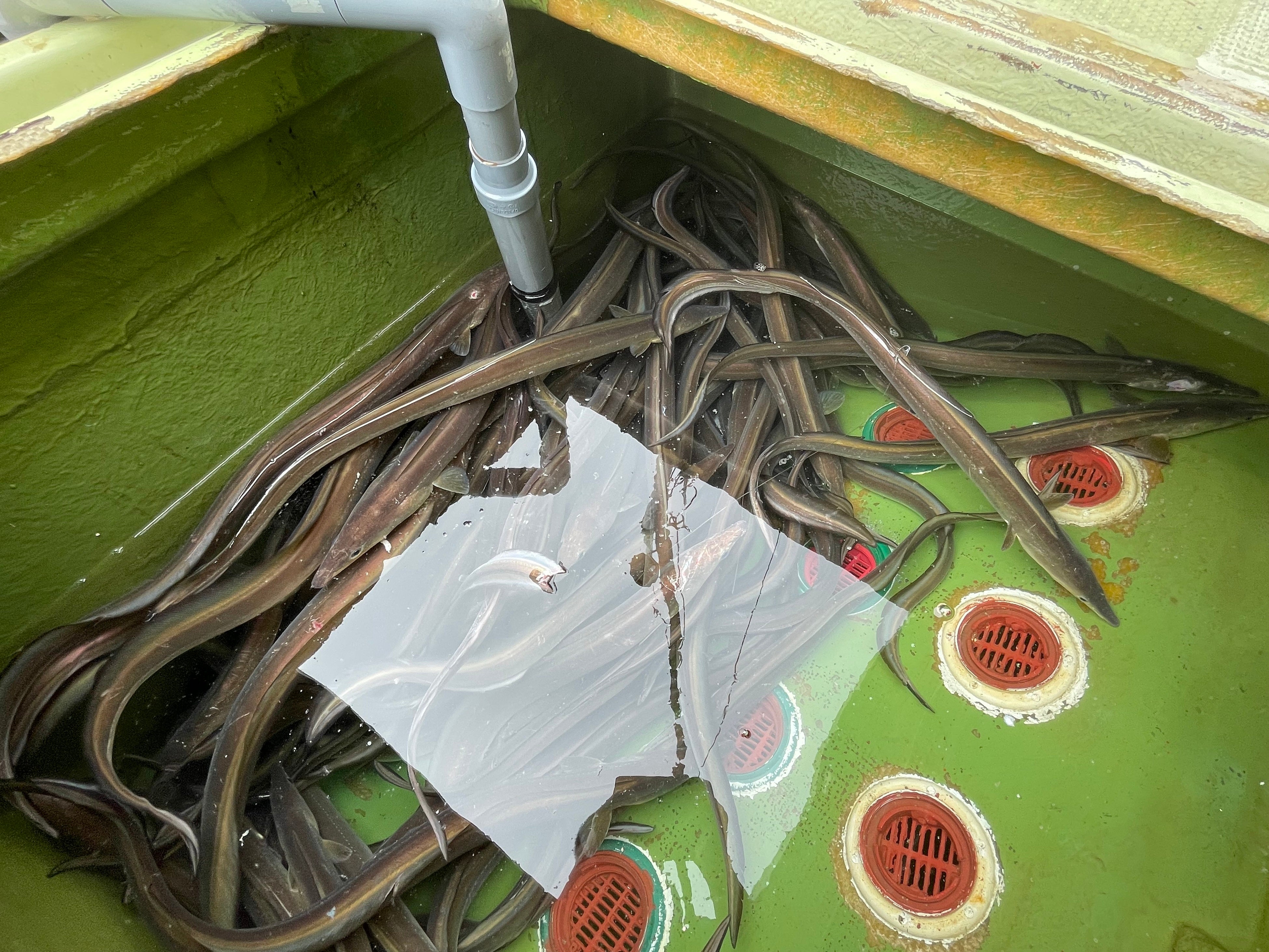 船室にいる活きが良い鱧