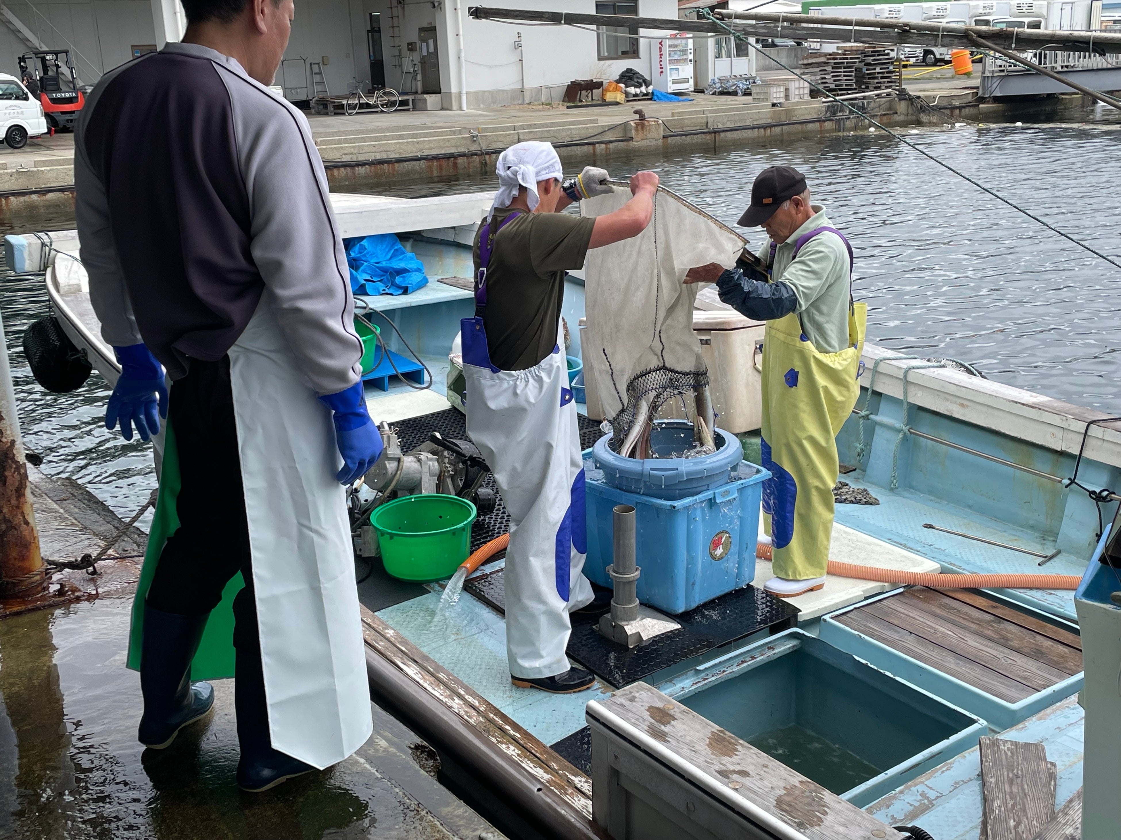 大切に扱われるため傷が少ない「べっぴんハモ」