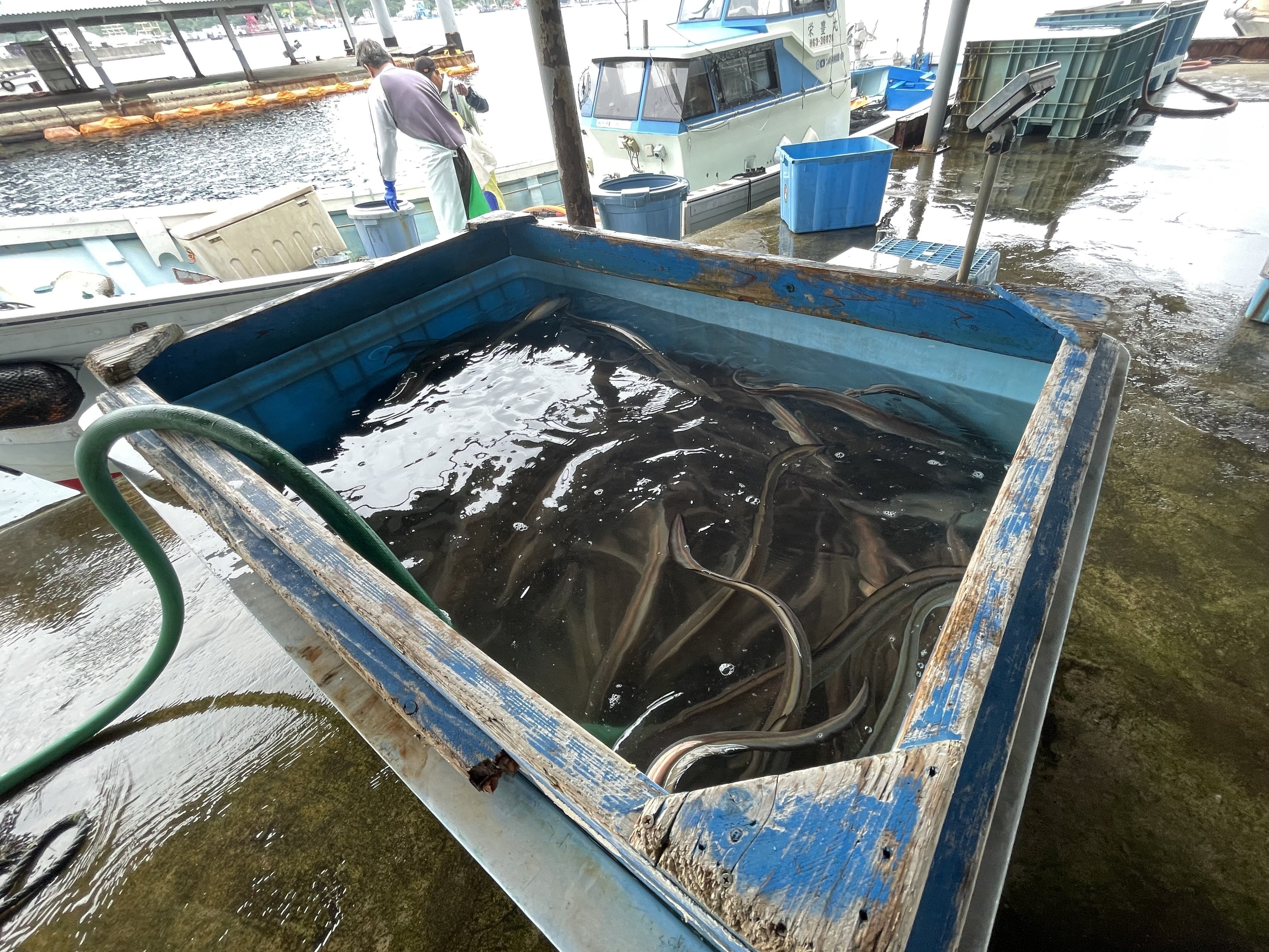 鱧の入った生け簀