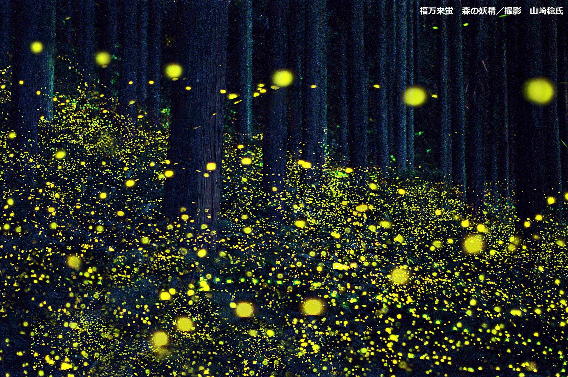 福万来のホタルは全て野生のホタル この地に生息している約2万匹のヒメボタルと、川の上を優雅に舞う ゲンジボタルの光の大饗宴をご覧ください