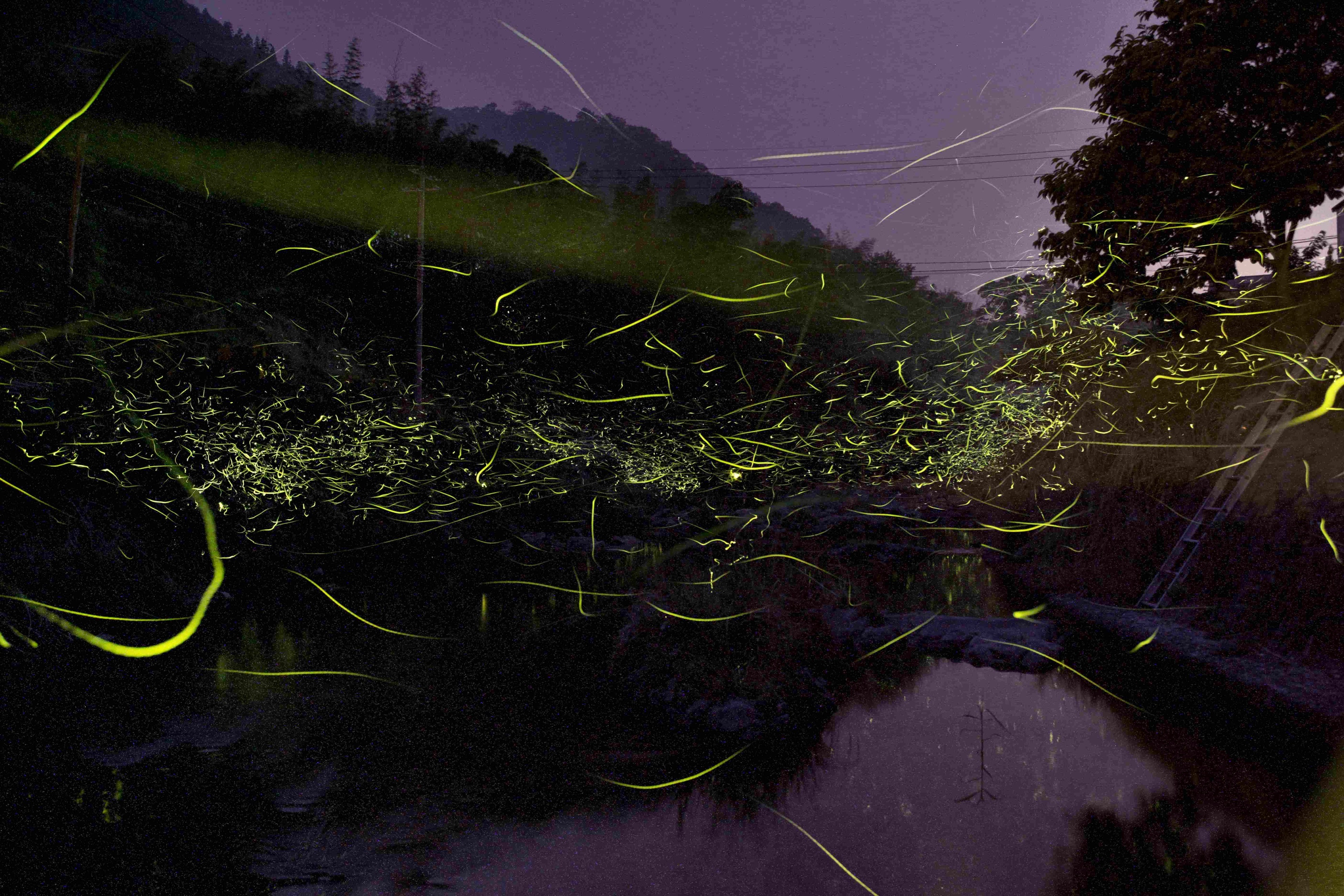 帝釈峡の周辺にはゲンジやヘイケ、金ボタルなど多種類のホタルが生息しています