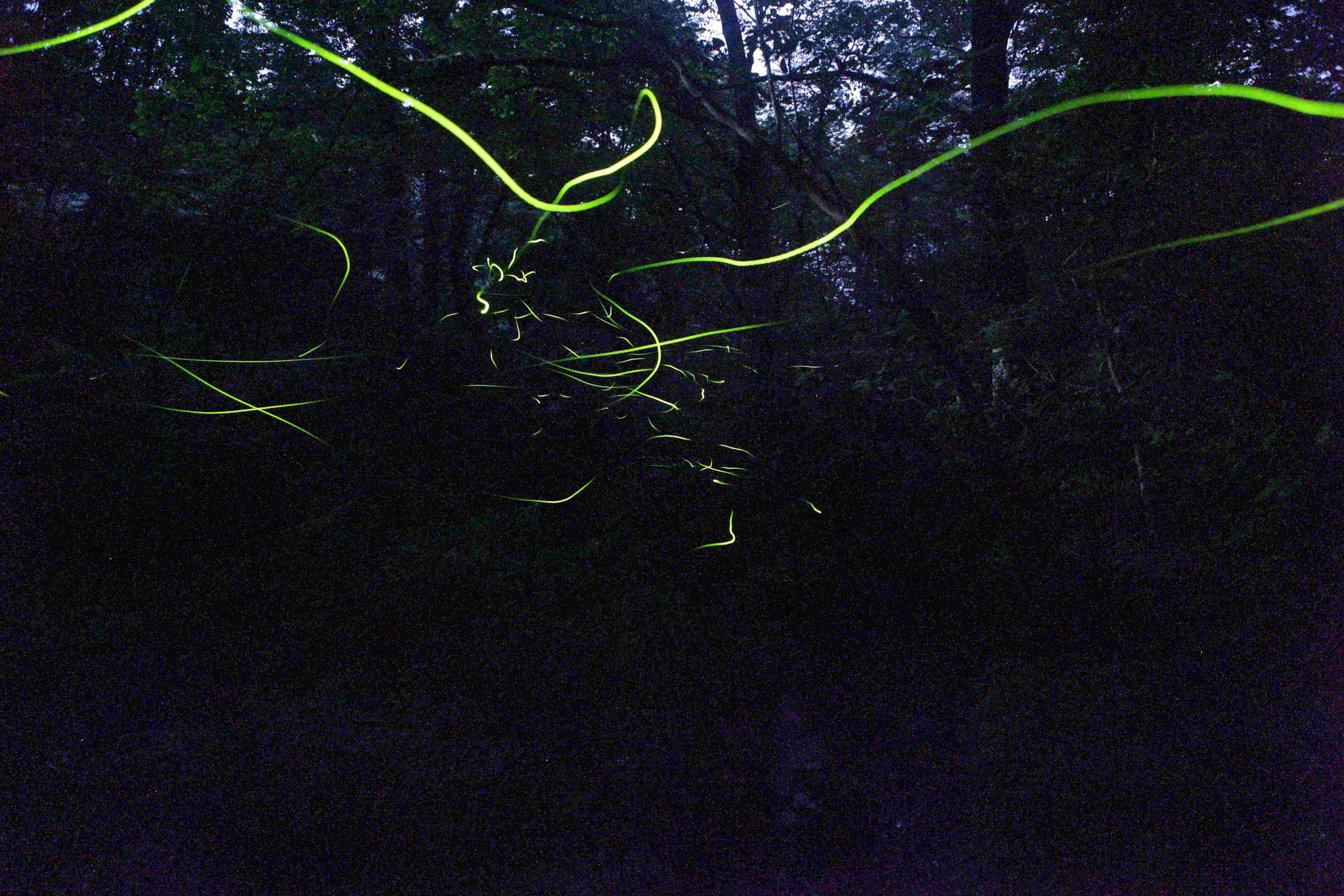 光りながら飛んでいるゲンジボタルは殆どがオスです　最近の研究では、西日本では２秒、東日本では４秒など、地域により明滅の間隔が違うことが分かってきました（写真：庄原市　吾妻山）
