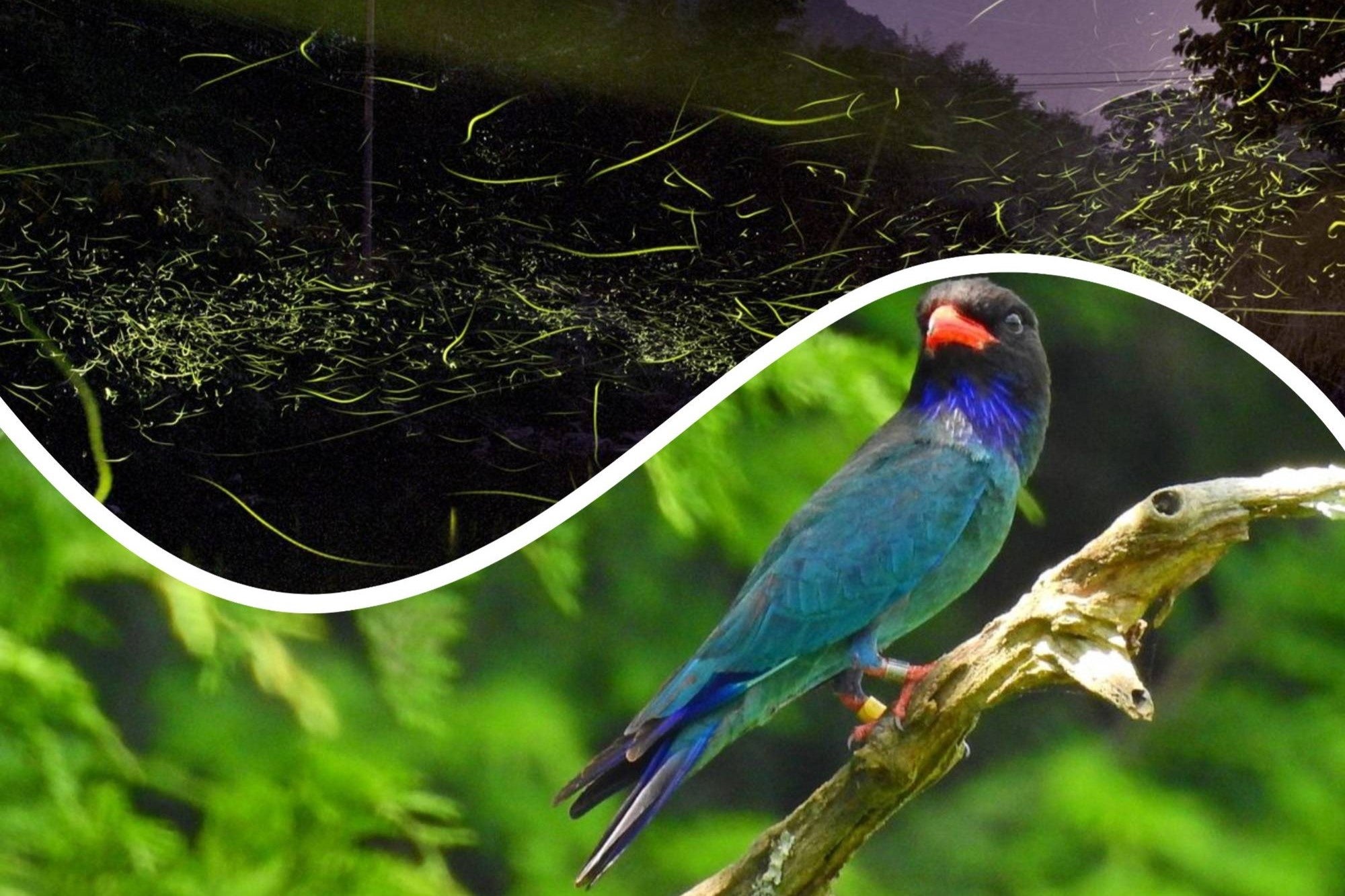 ホタルの美しいイルミネーションと、森の青い宝石ブッポウソウは、庄原市に初夏を告げます