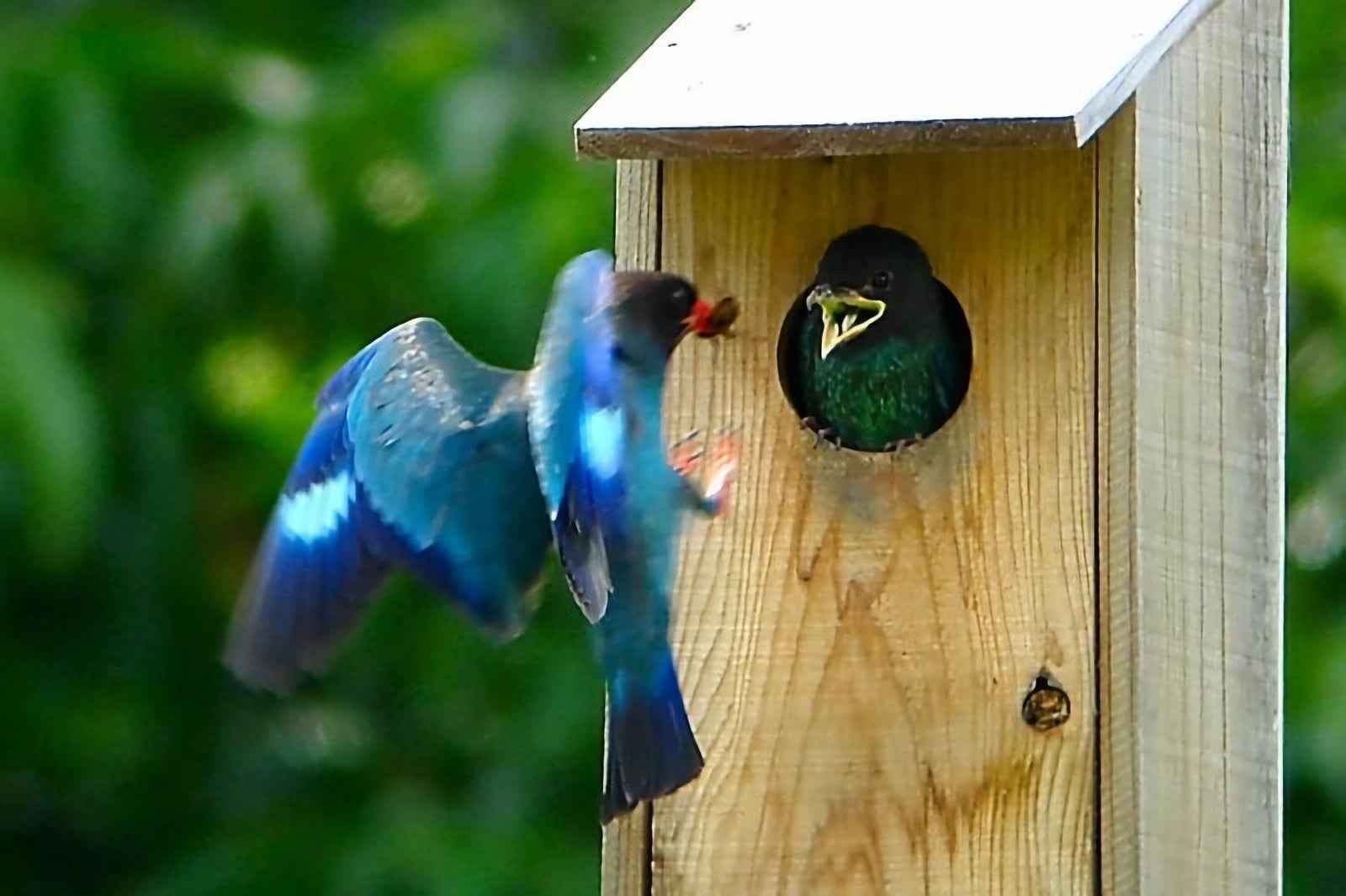 総領町内には約50カ所巣箱が設置されています （写真提供：総領町自治振興区）
