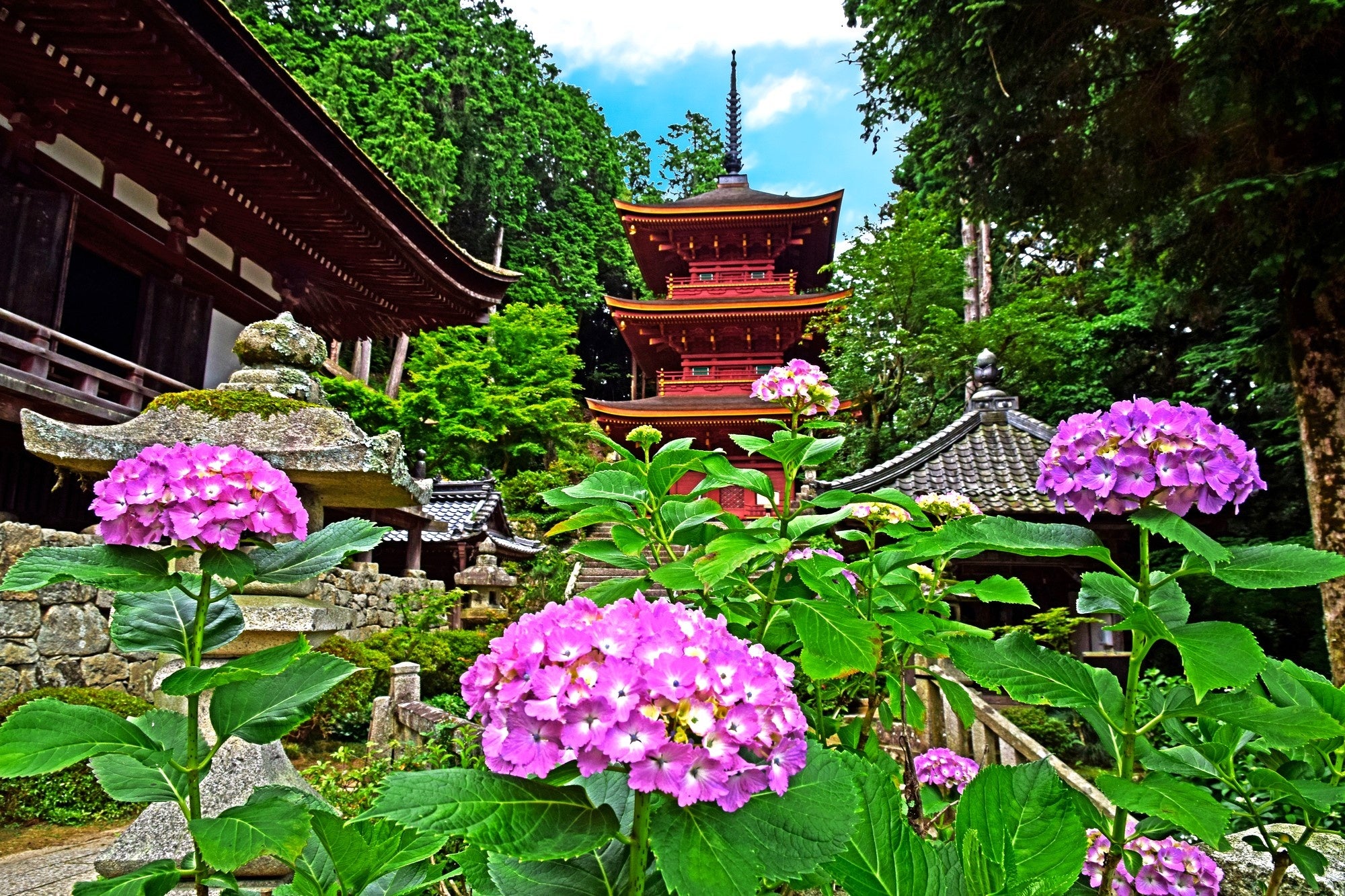 古刹は美しい紫陽花に包まれ、訪れた参拝者の目を楽しませてくれます